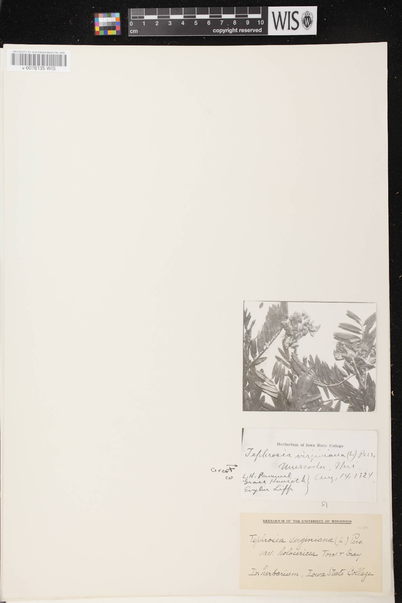 Tephrosia virginiana image