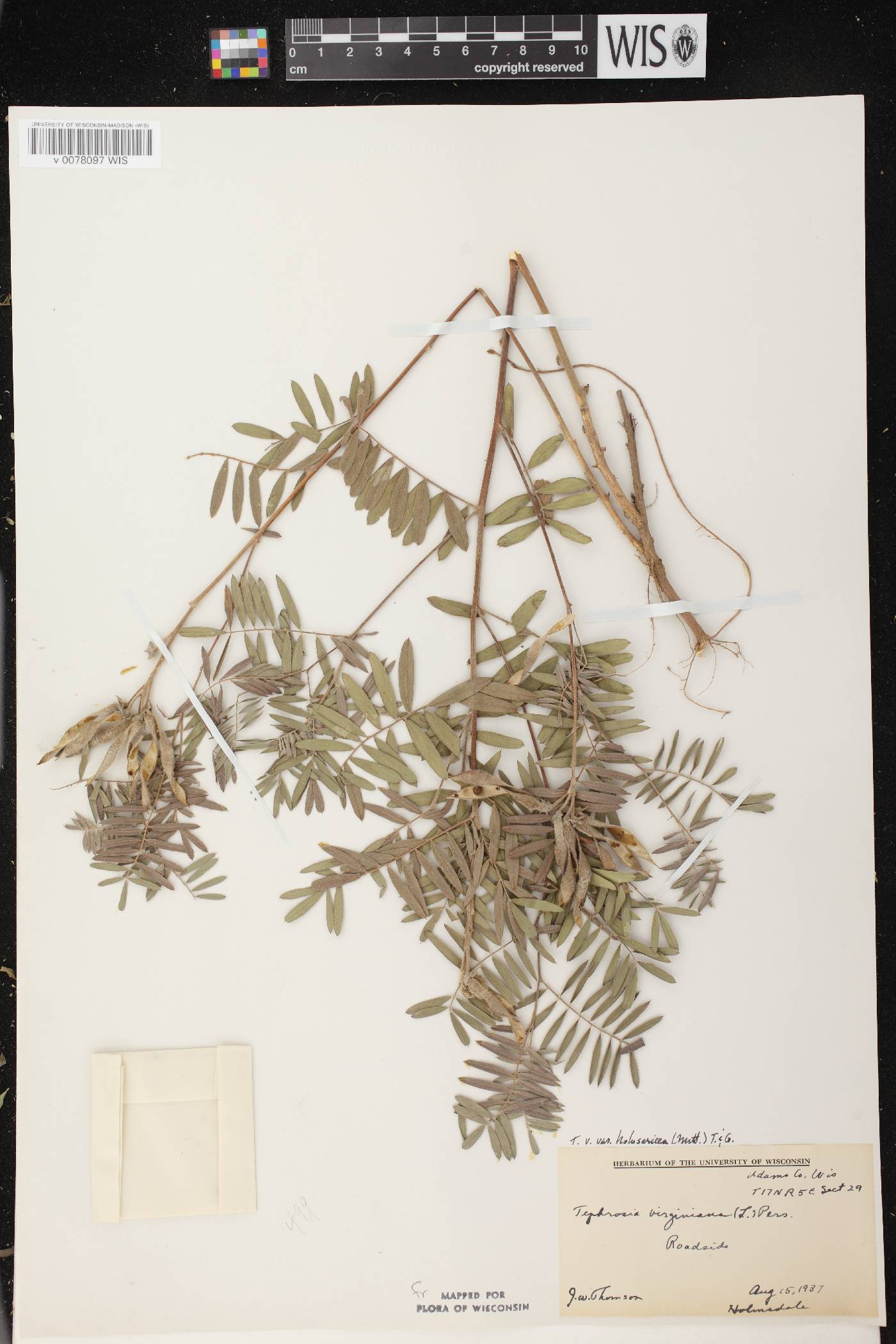 Tephrosia virginiana image
