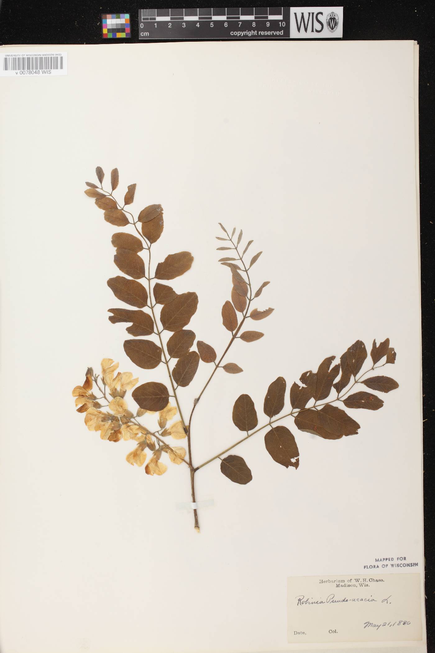 Robinia pseudoacacia image