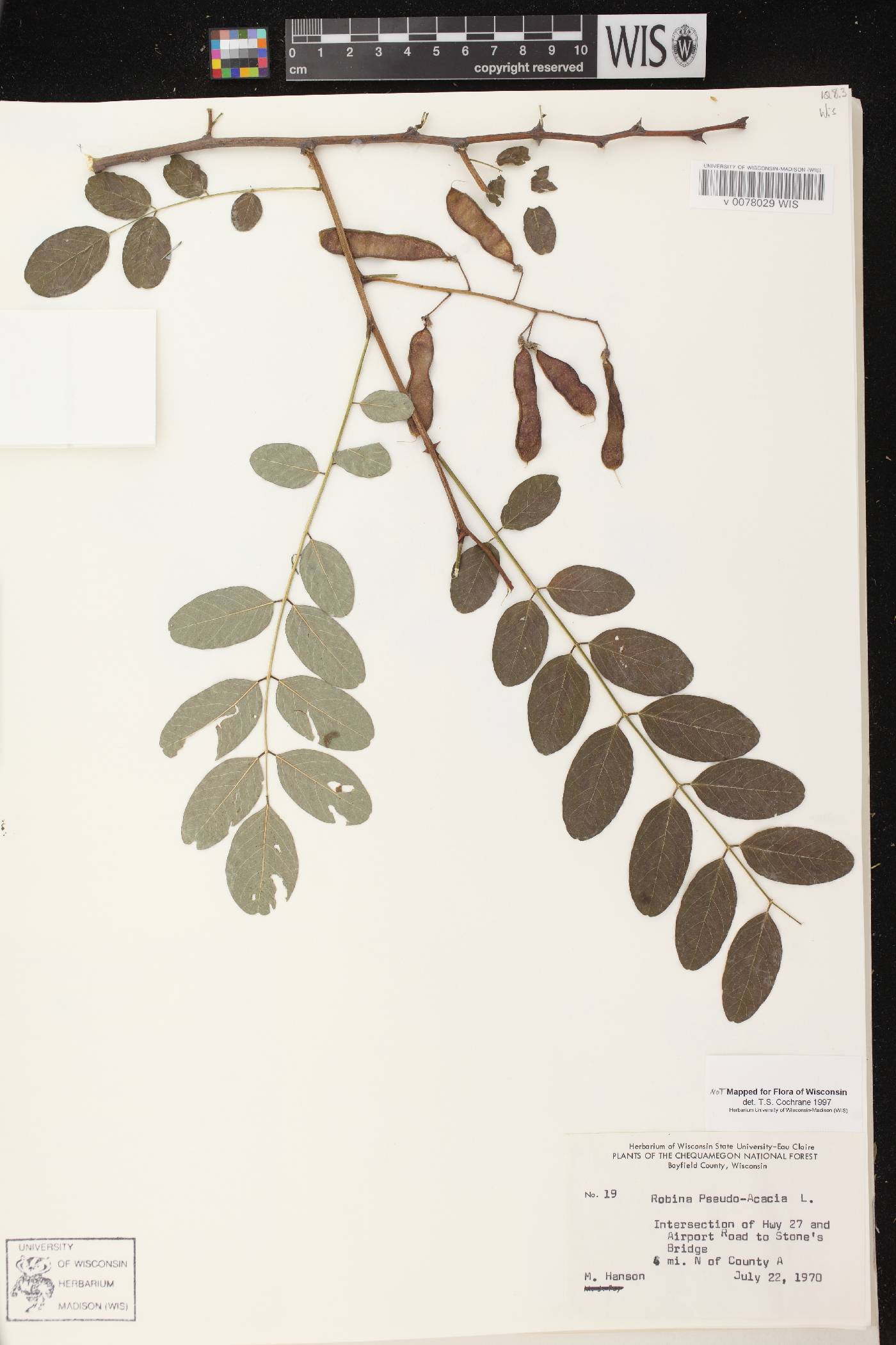 Robinia pseudoacacia image