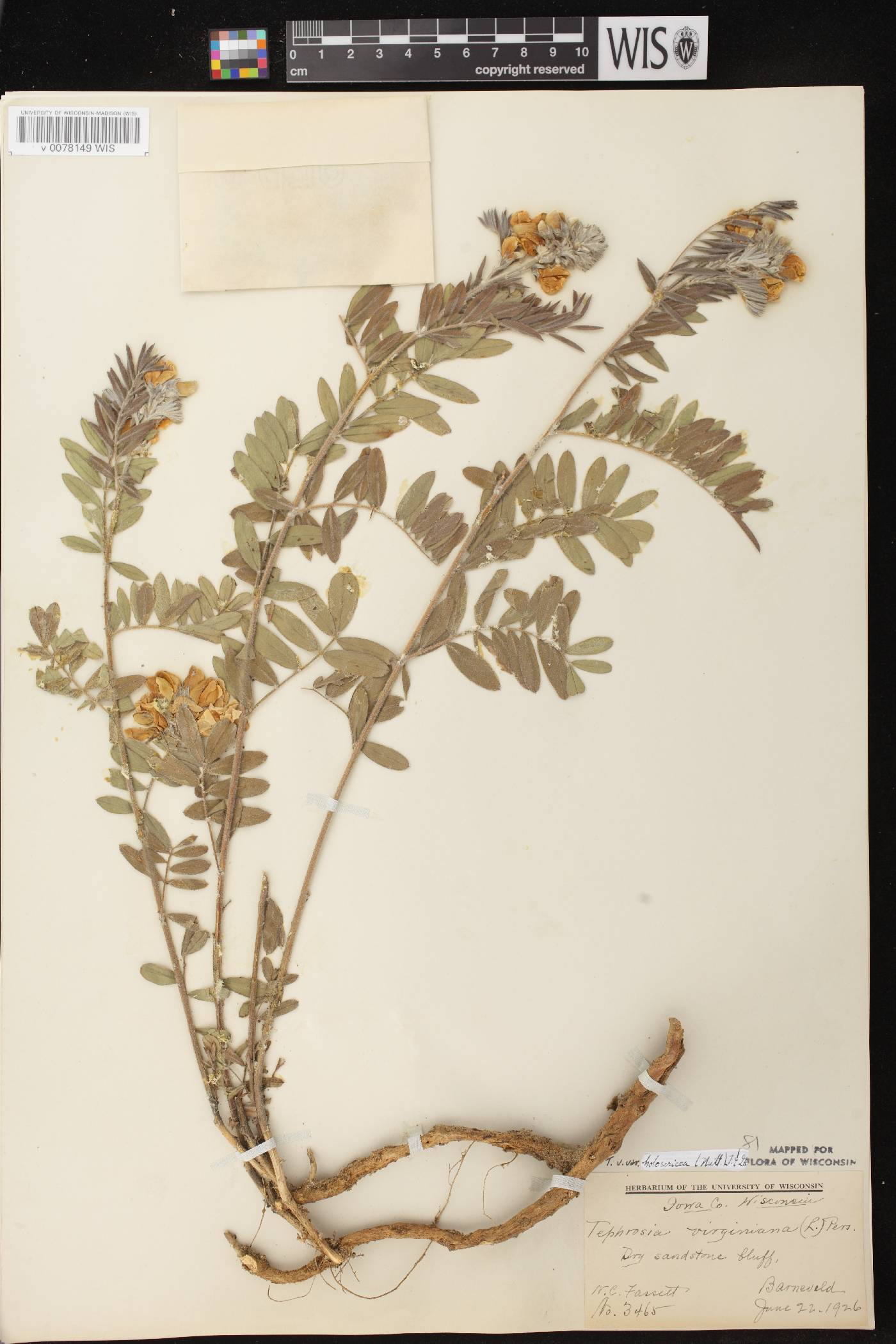 Tephrosia virginiana image