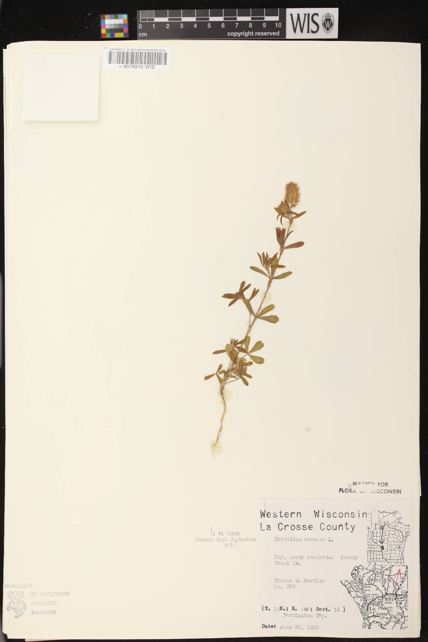 Trifolium arvense image