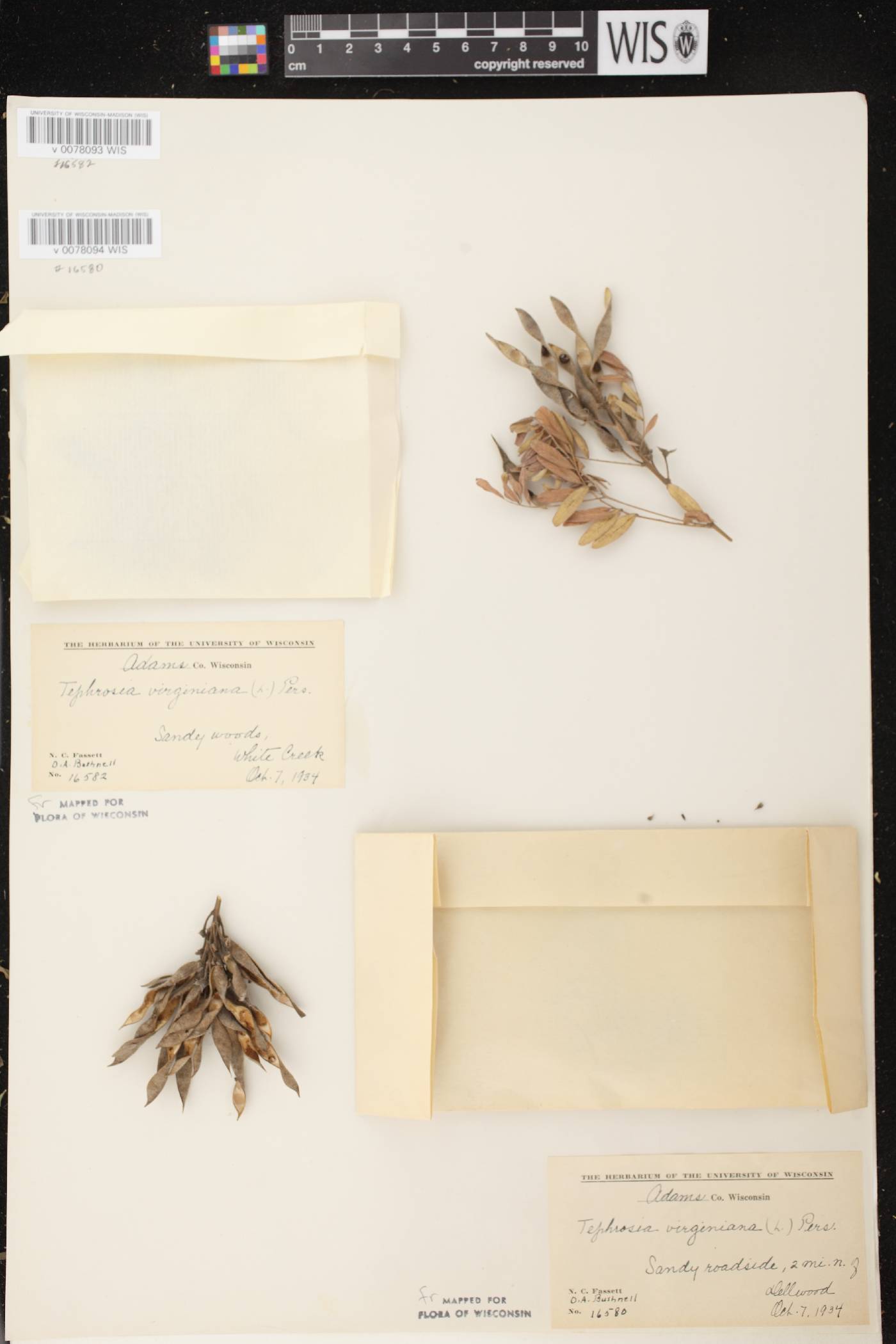 Tephrosia virginiana image