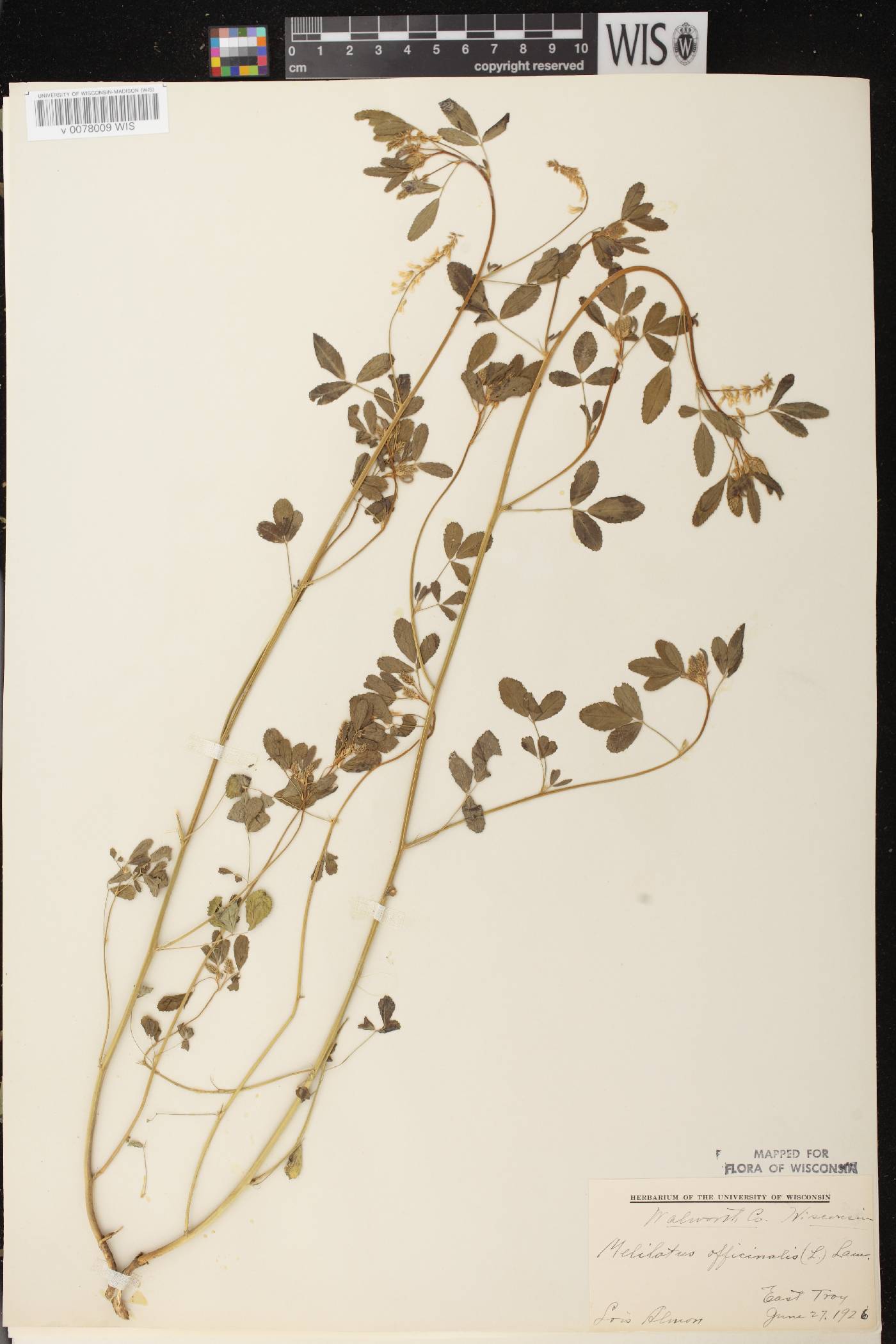 Melilotus officinalis image