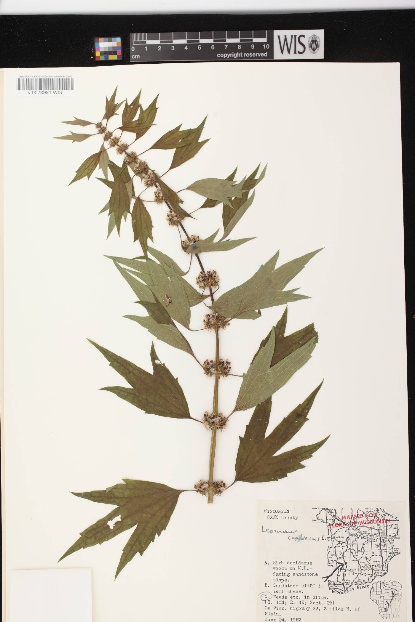 Leonurus cardiaca image