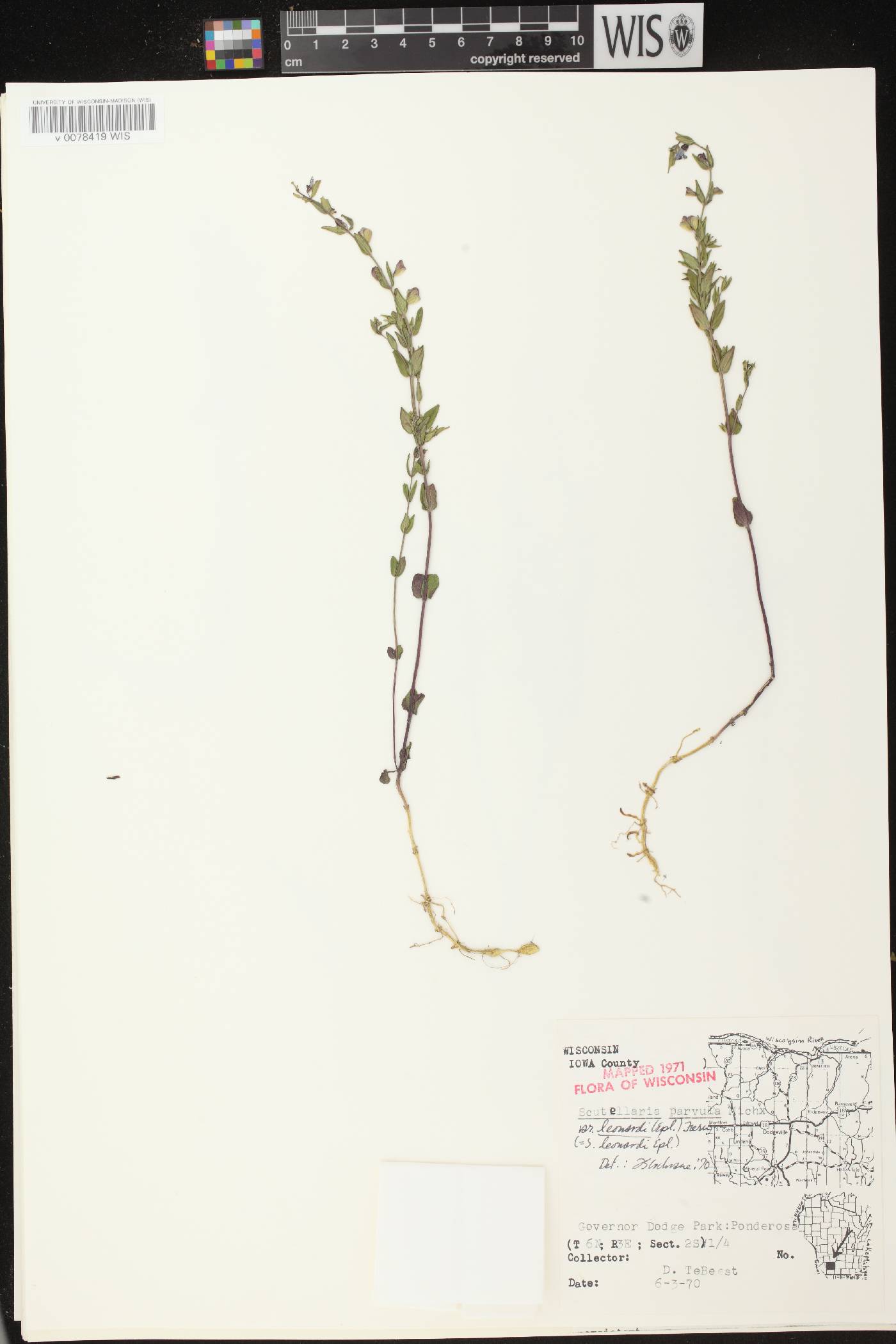 Scutellaria parvula var. missouriensis image