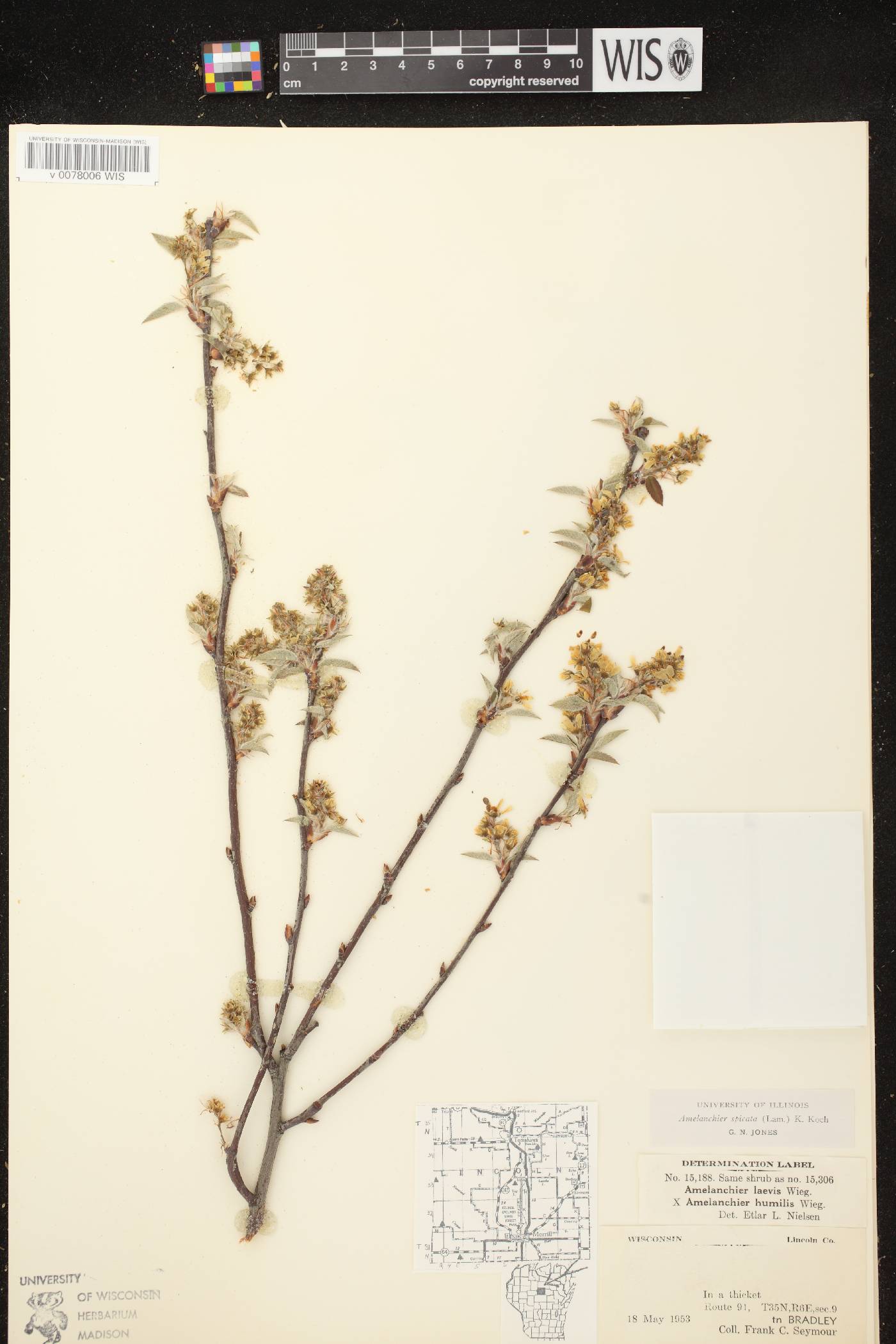 Amelanchier spicata image