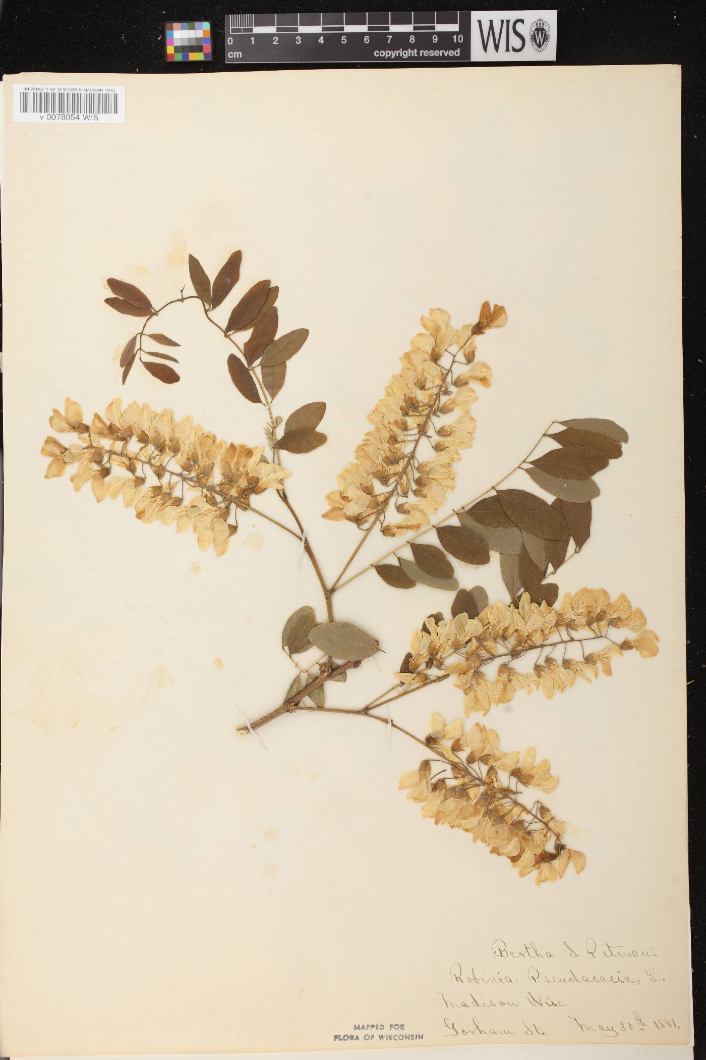Robinia pseudoacacia image