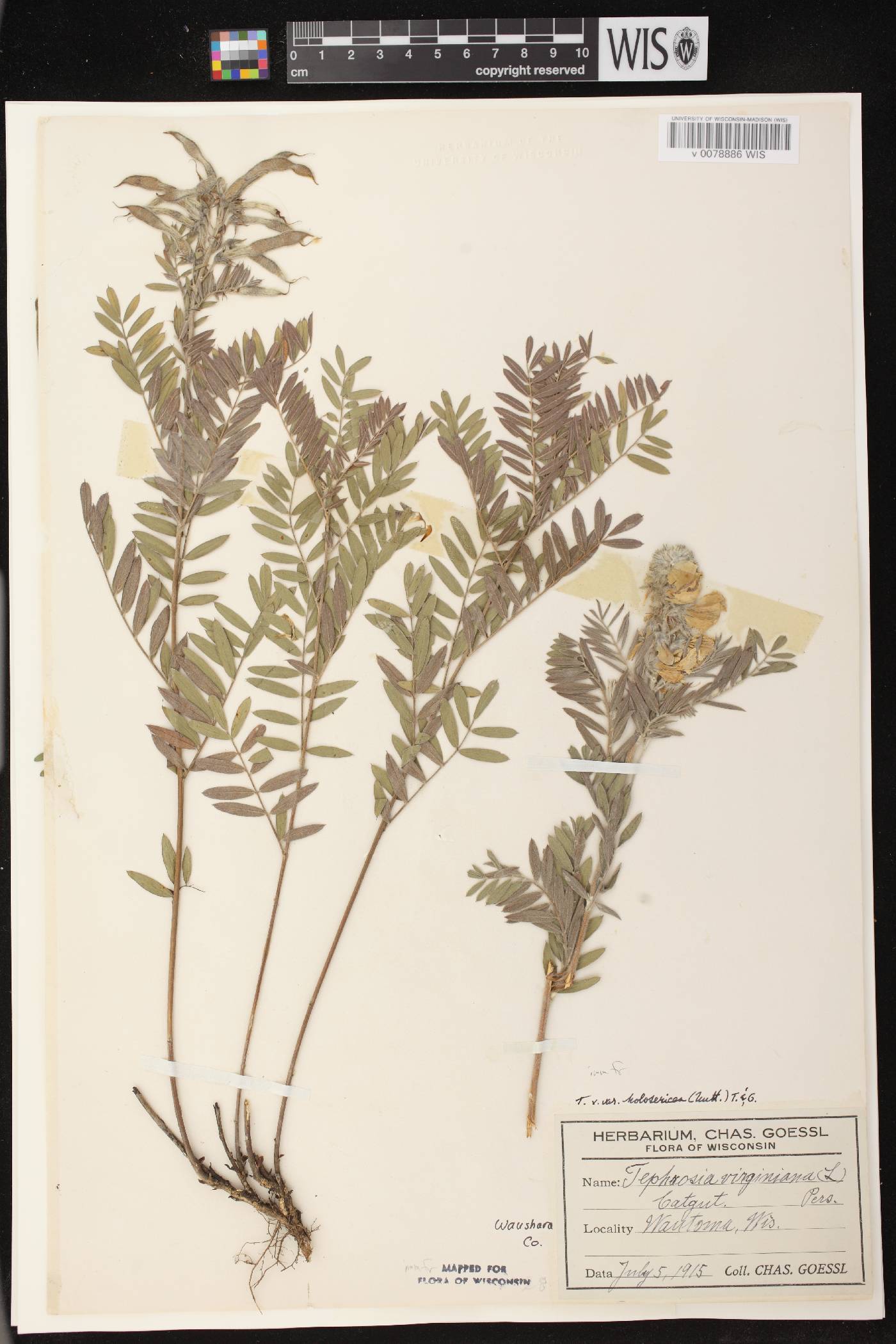 Tephrosia virginiana image