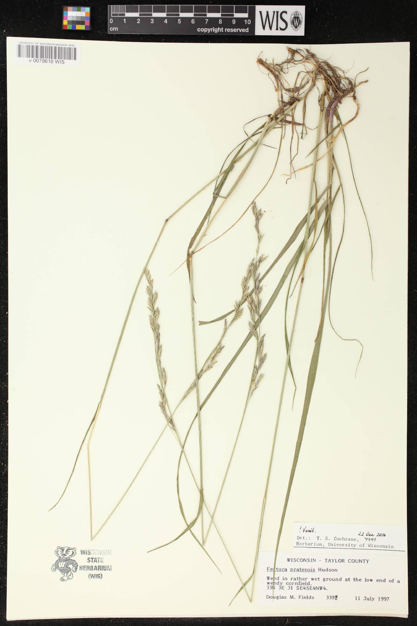 Lolium pratense image