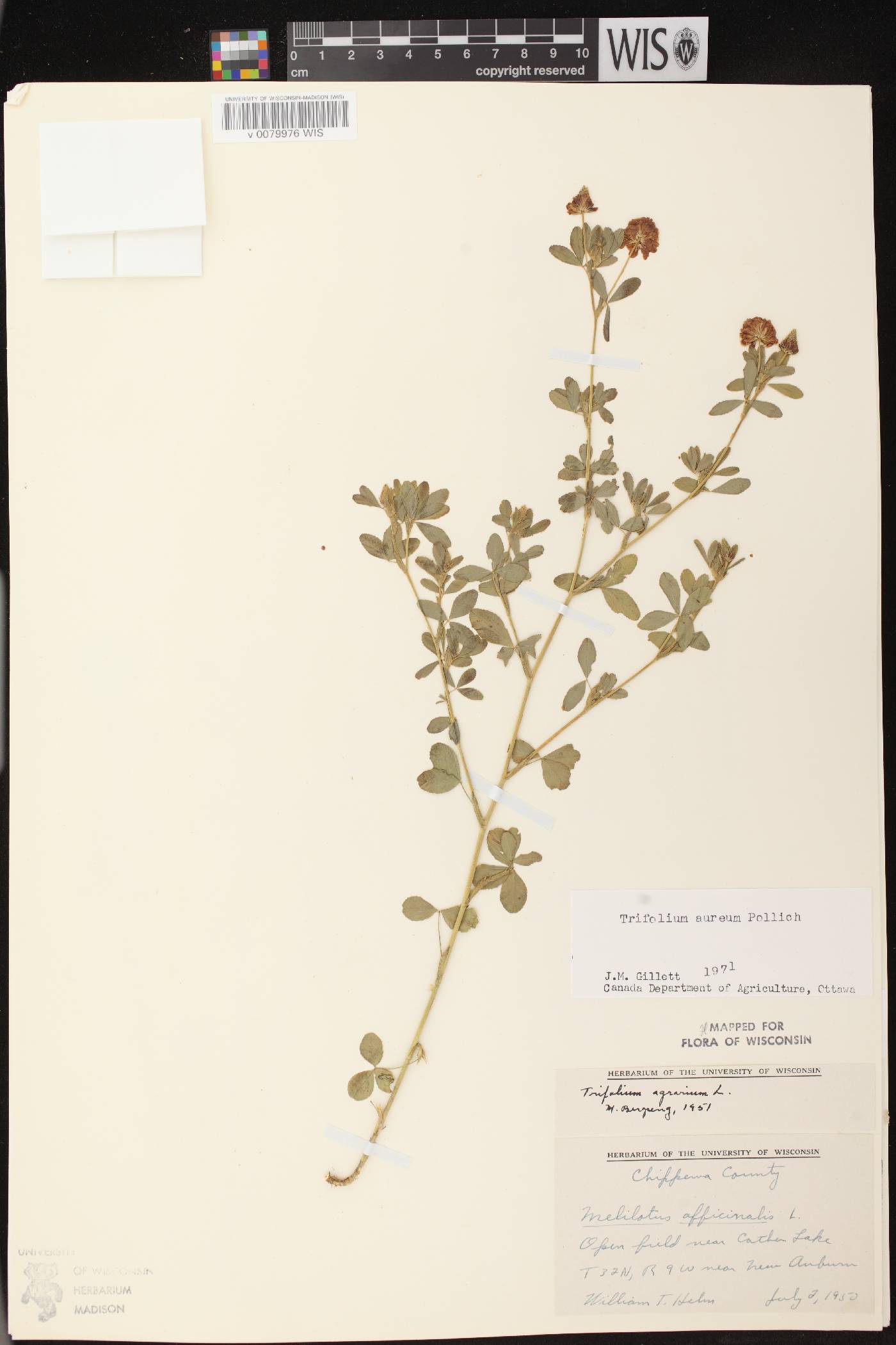 Trifolium aureum image