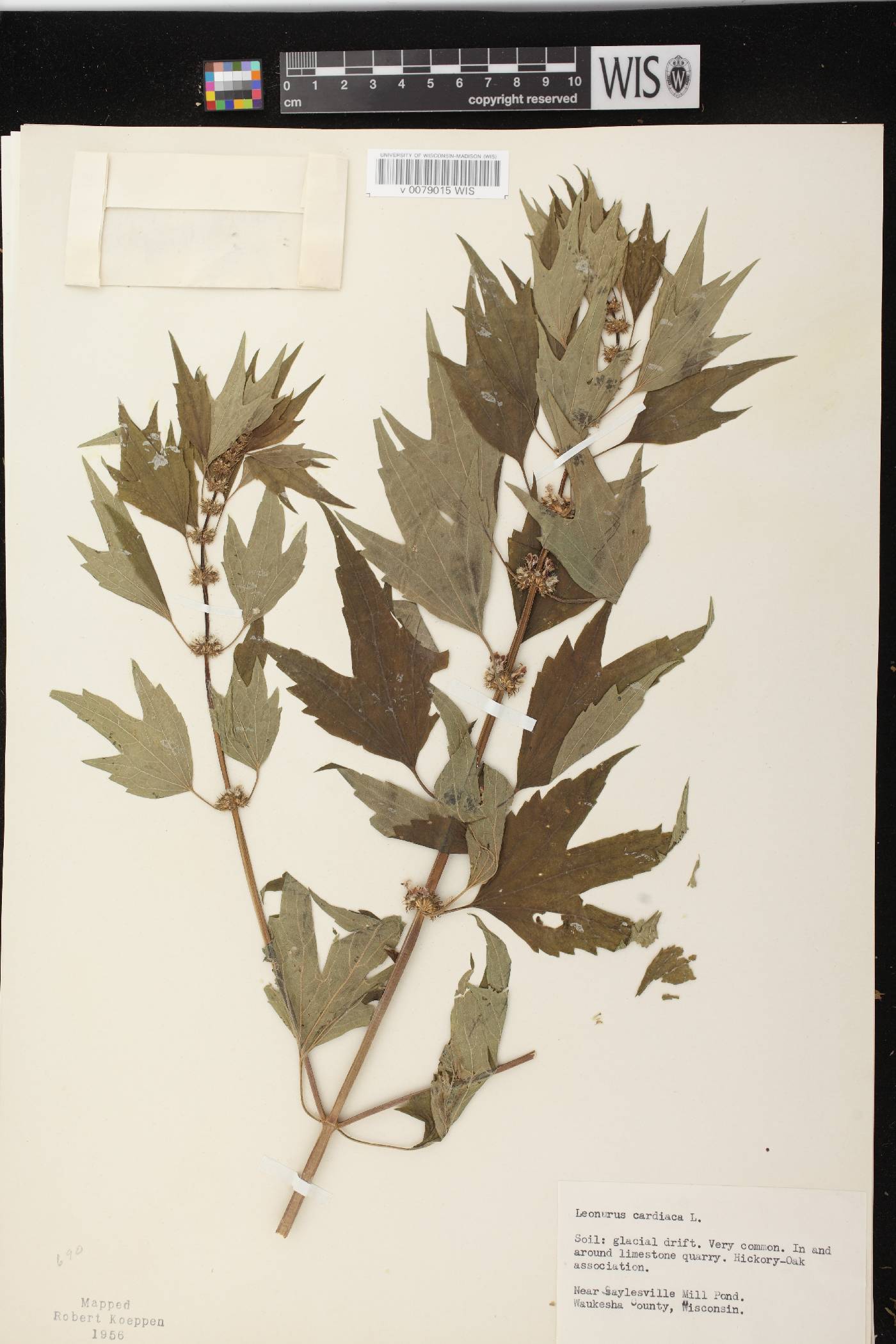 Leonurus cardiaca image
