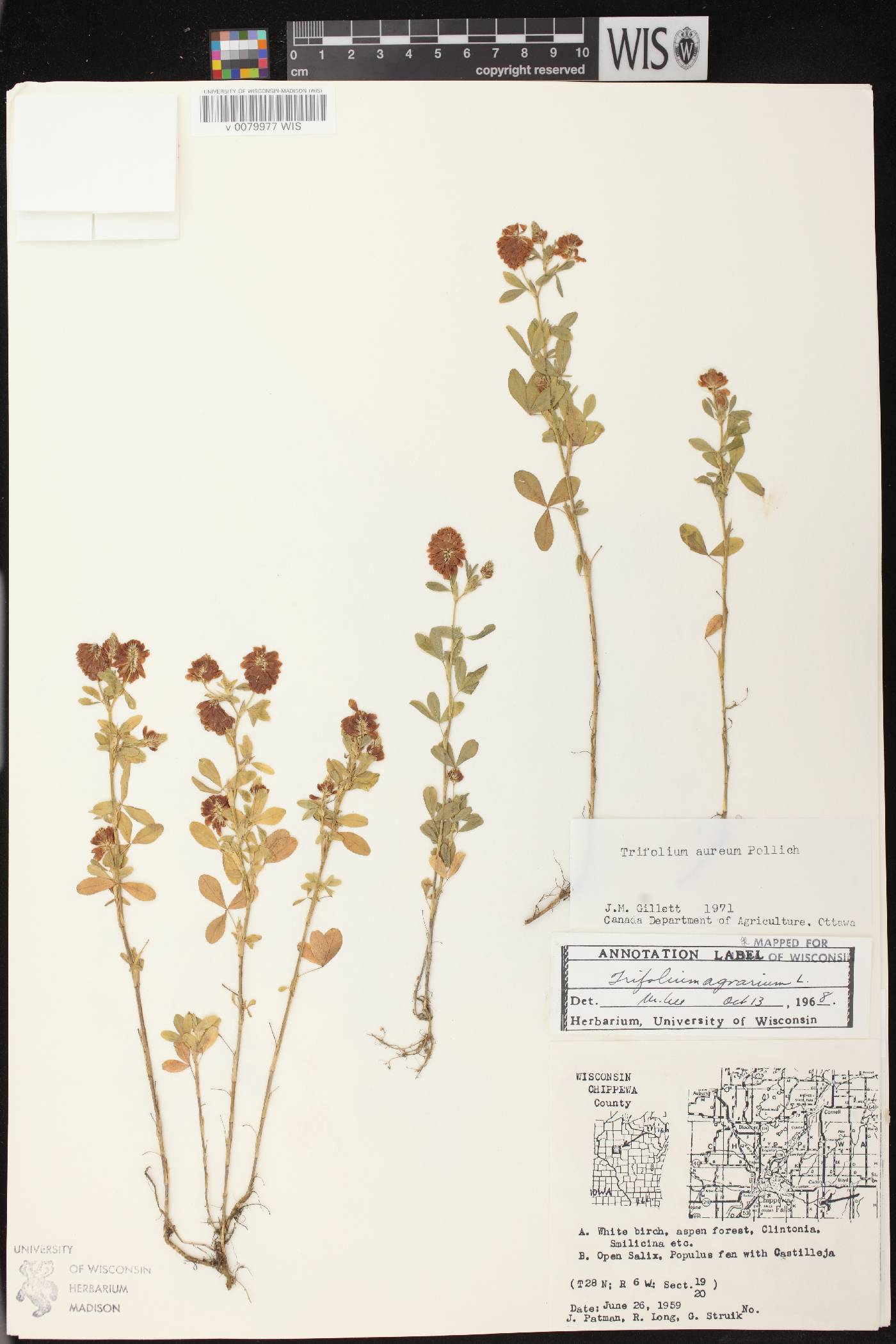 Trifolium aureum image