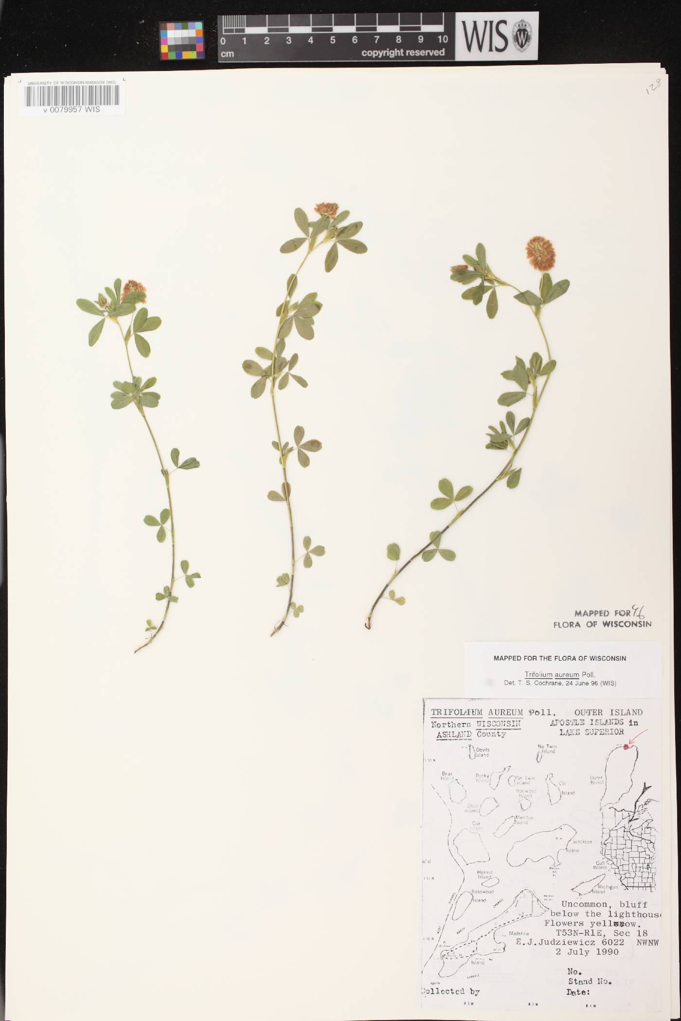 Trifolium aureum image