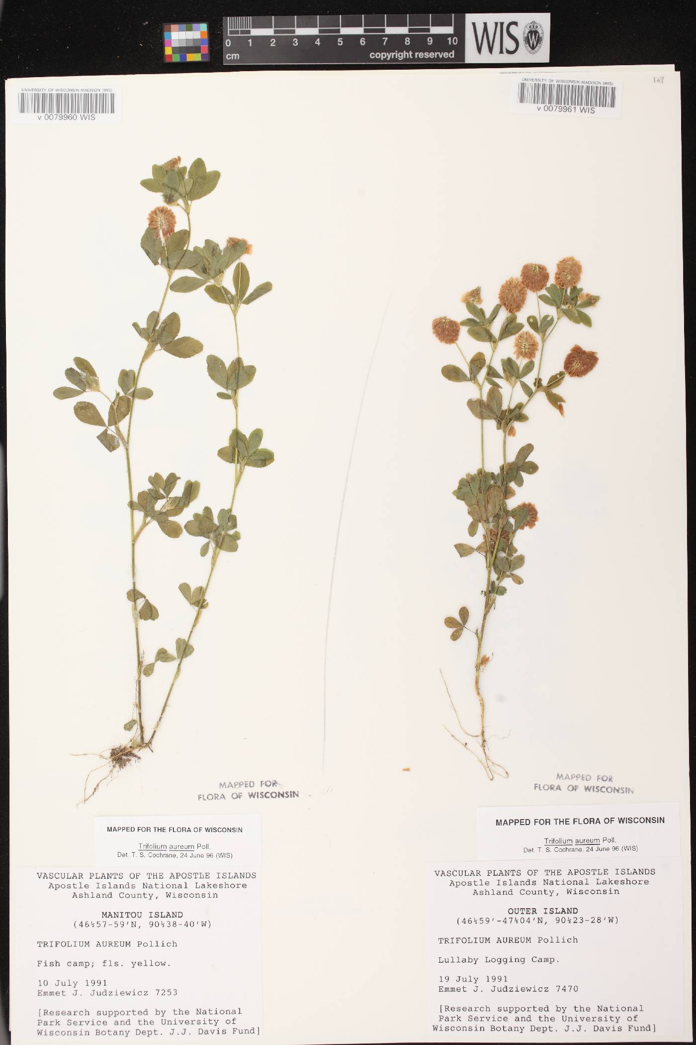 Trifolium aureum image