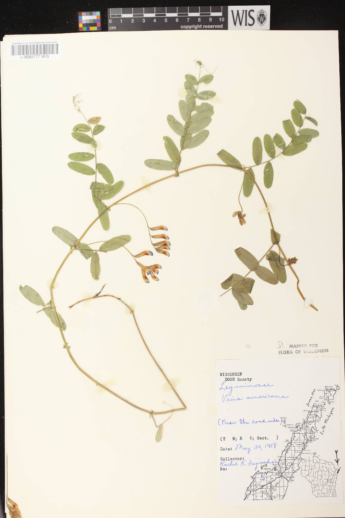Vicia americana image
