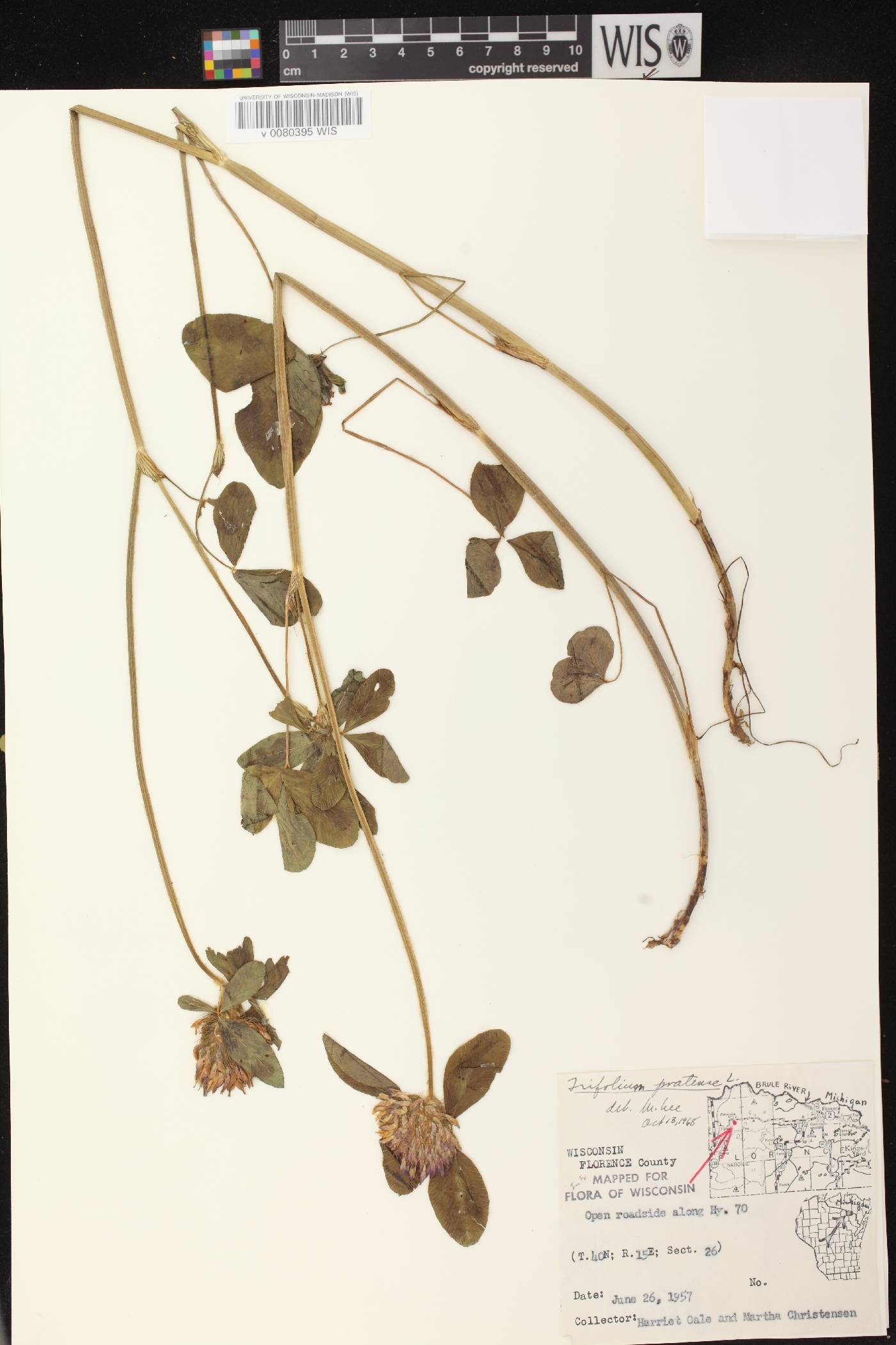 Trifolium pratense image
