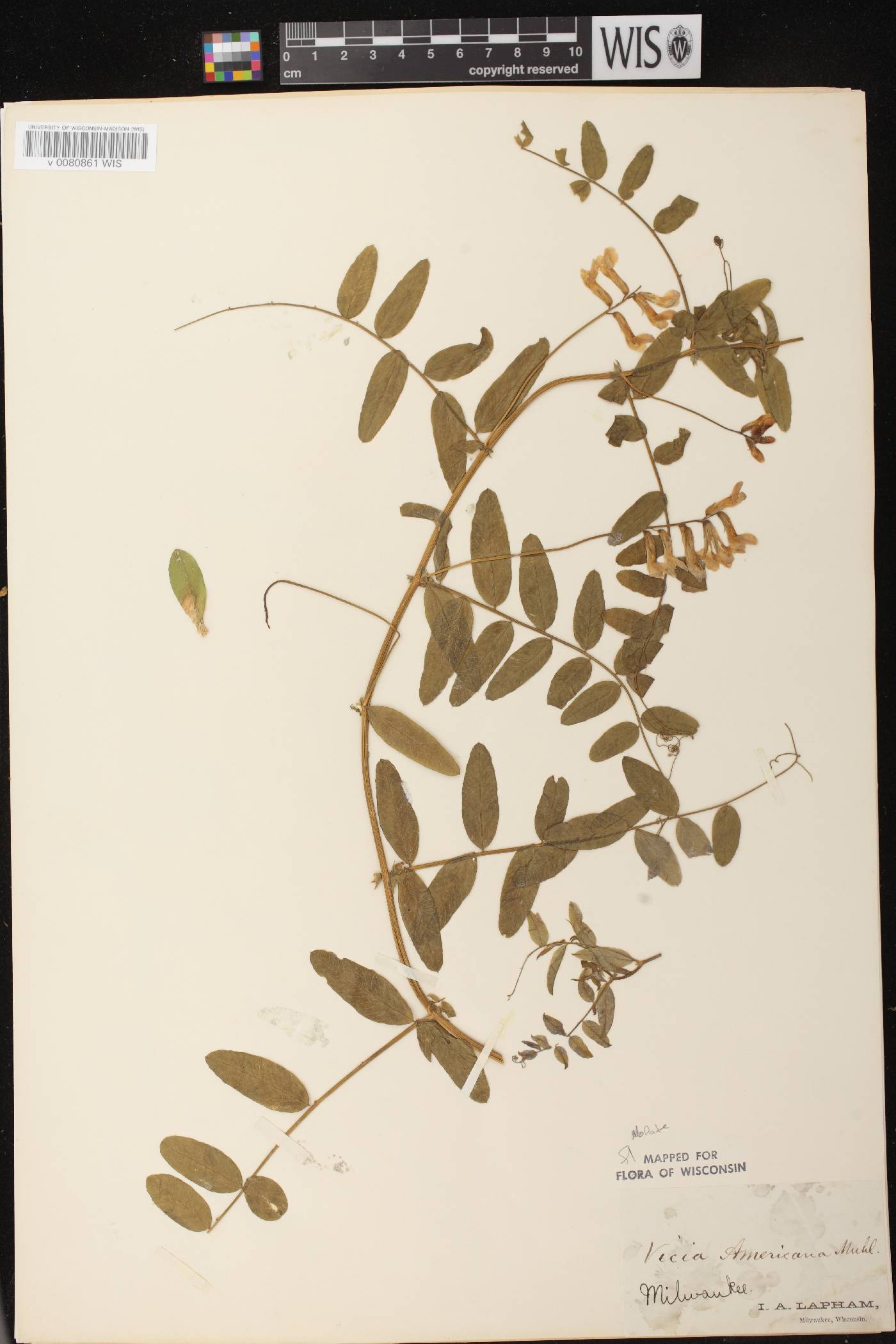 Vicia americana subsp. americana image