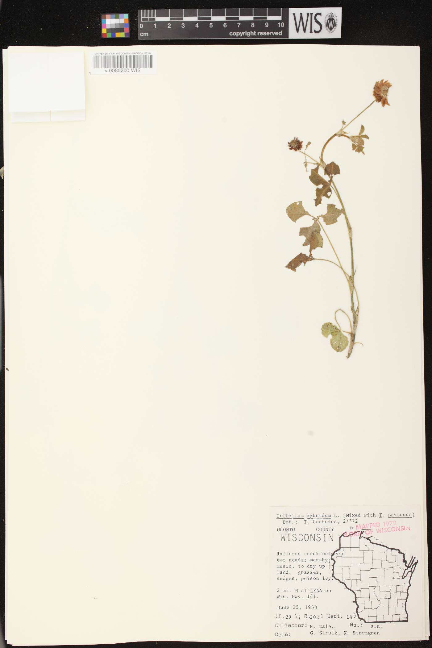 Trifolium hybridum image