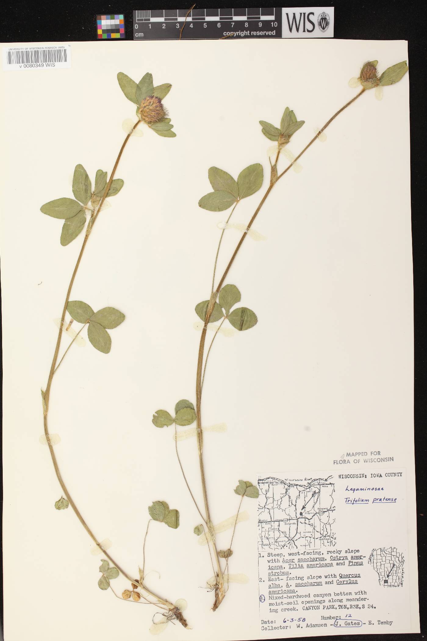 Trifolium pratense image
