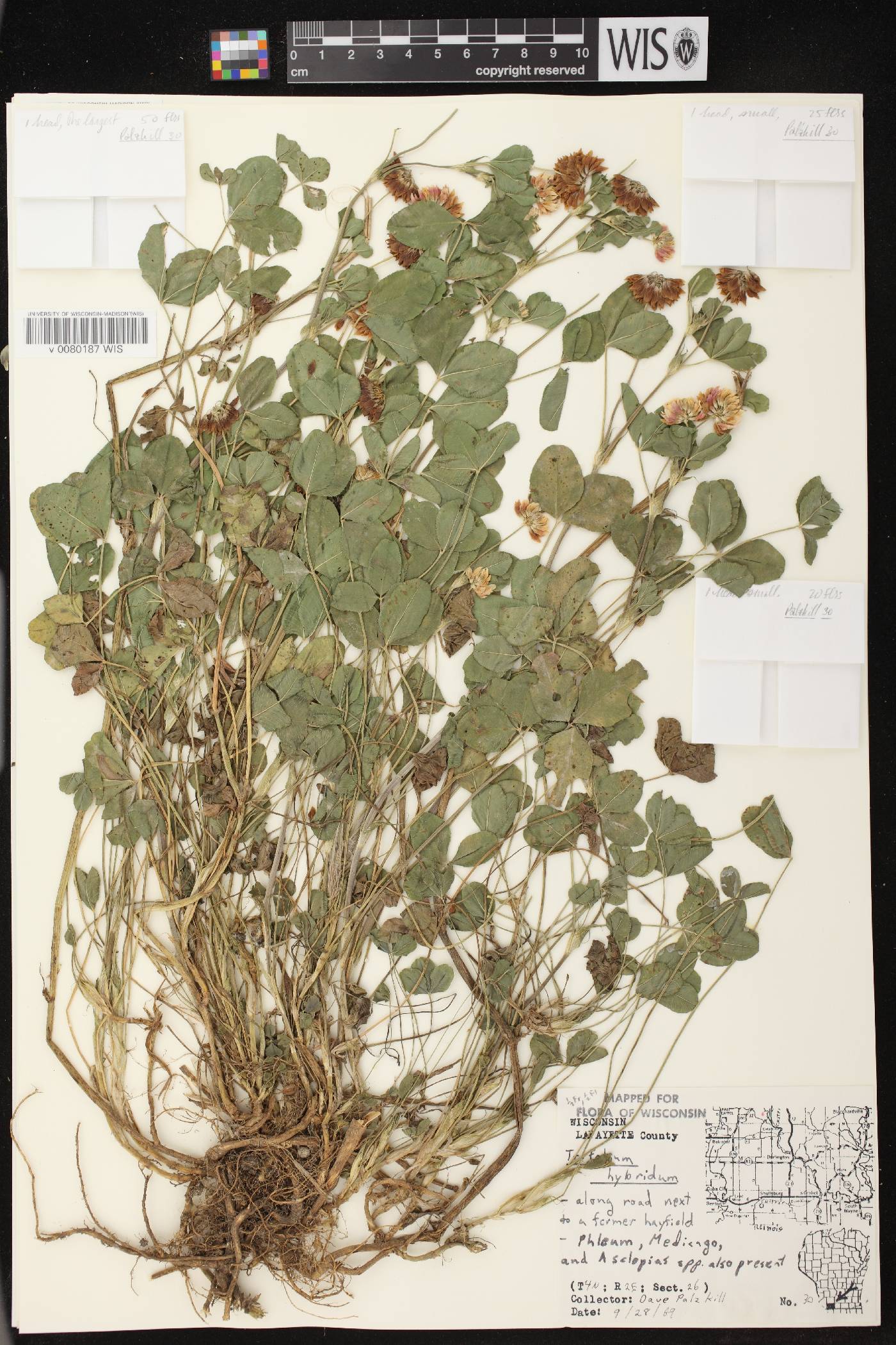 Trifolium hybridum image
