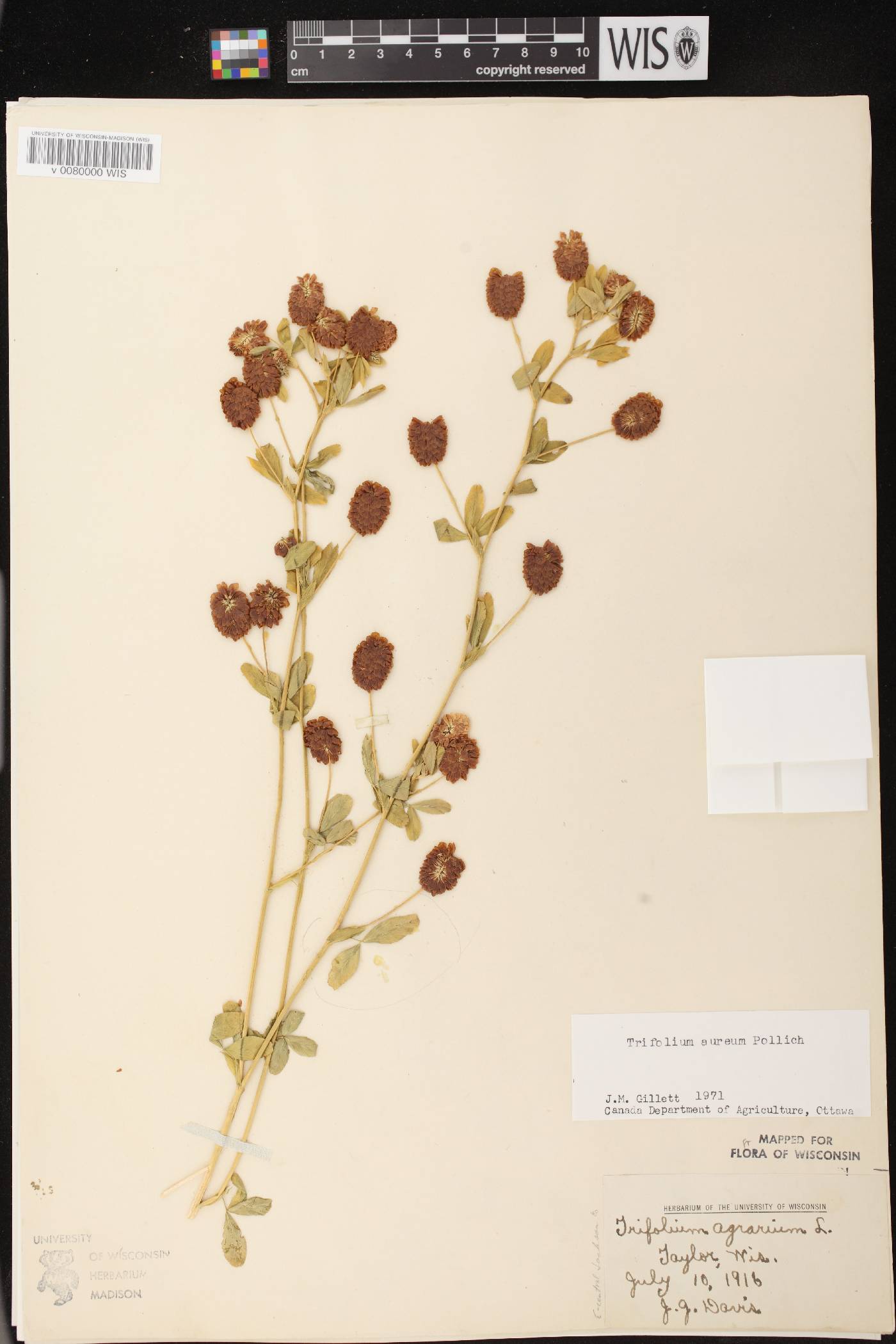 Trifolium aureum image
