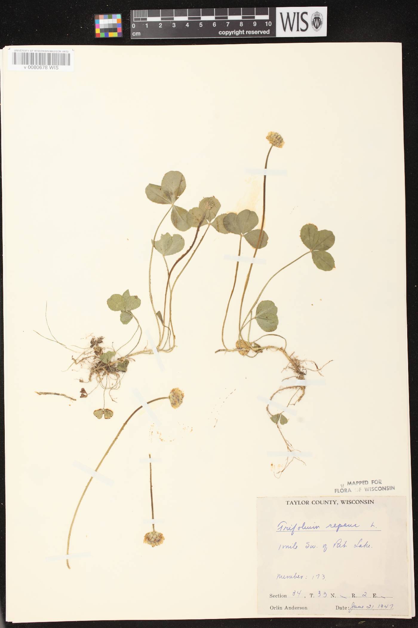 Trifolium repens image