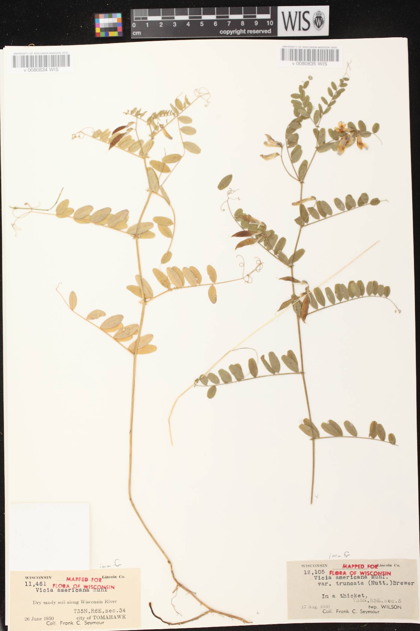 Vicia americana image
