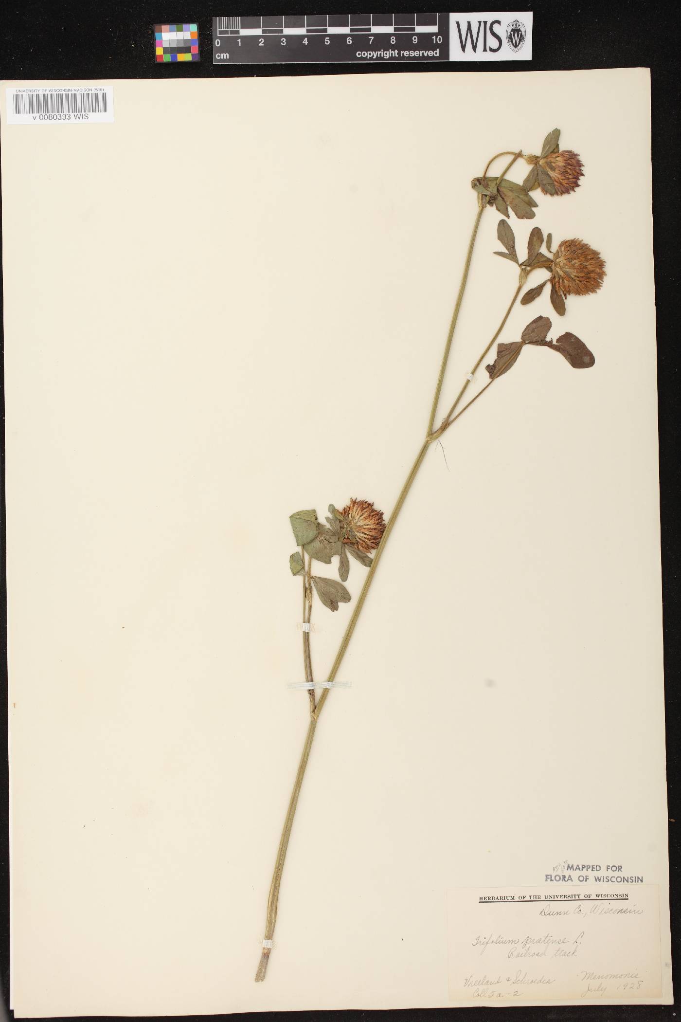 Trifolium pratense image