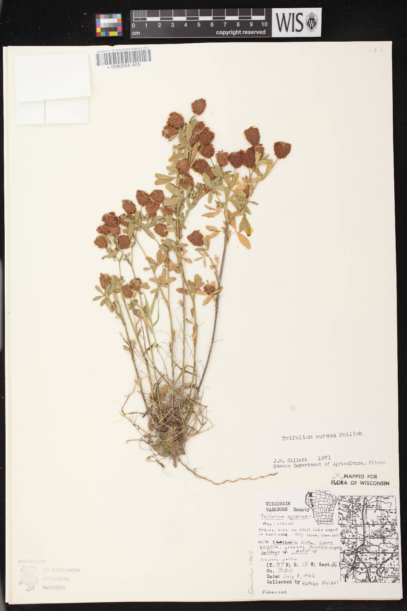 Trifolium aureum image
