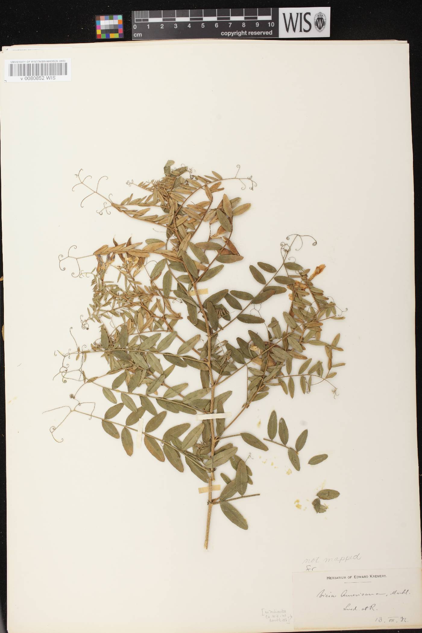 Vicia americana image