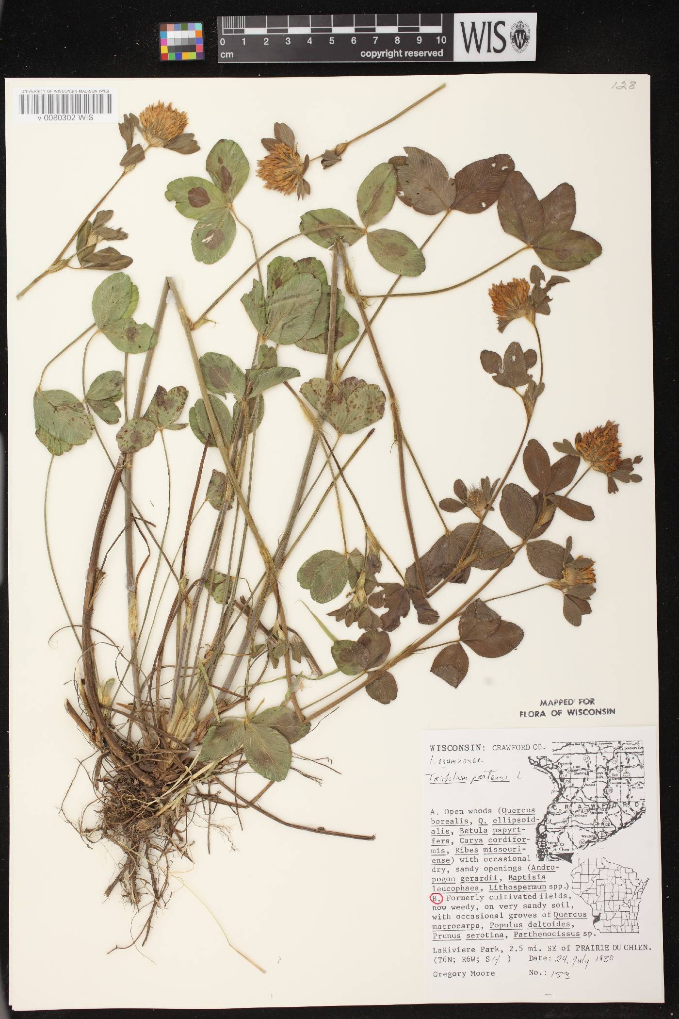 Trifolium pratense image