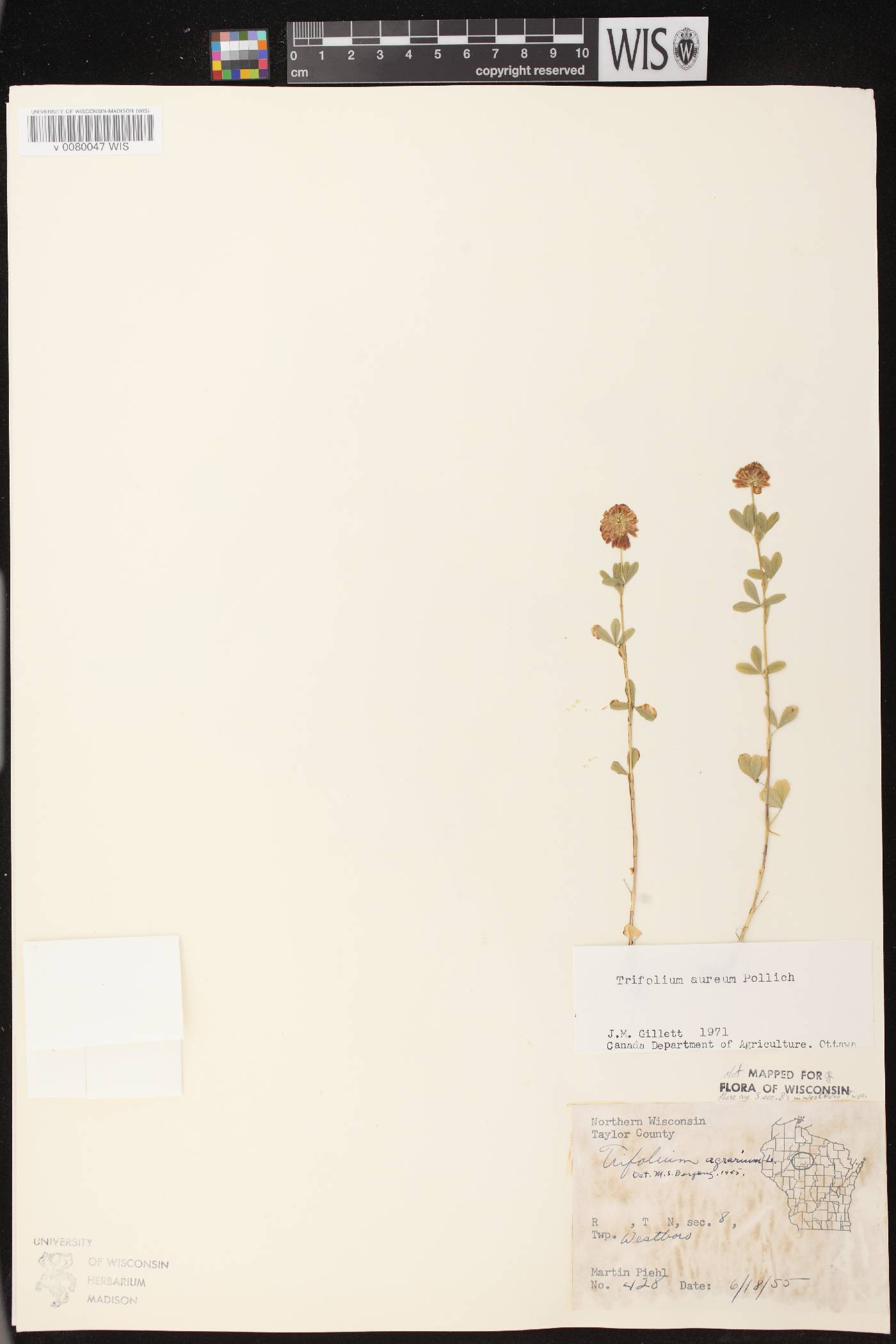 Trifolium aureum image
