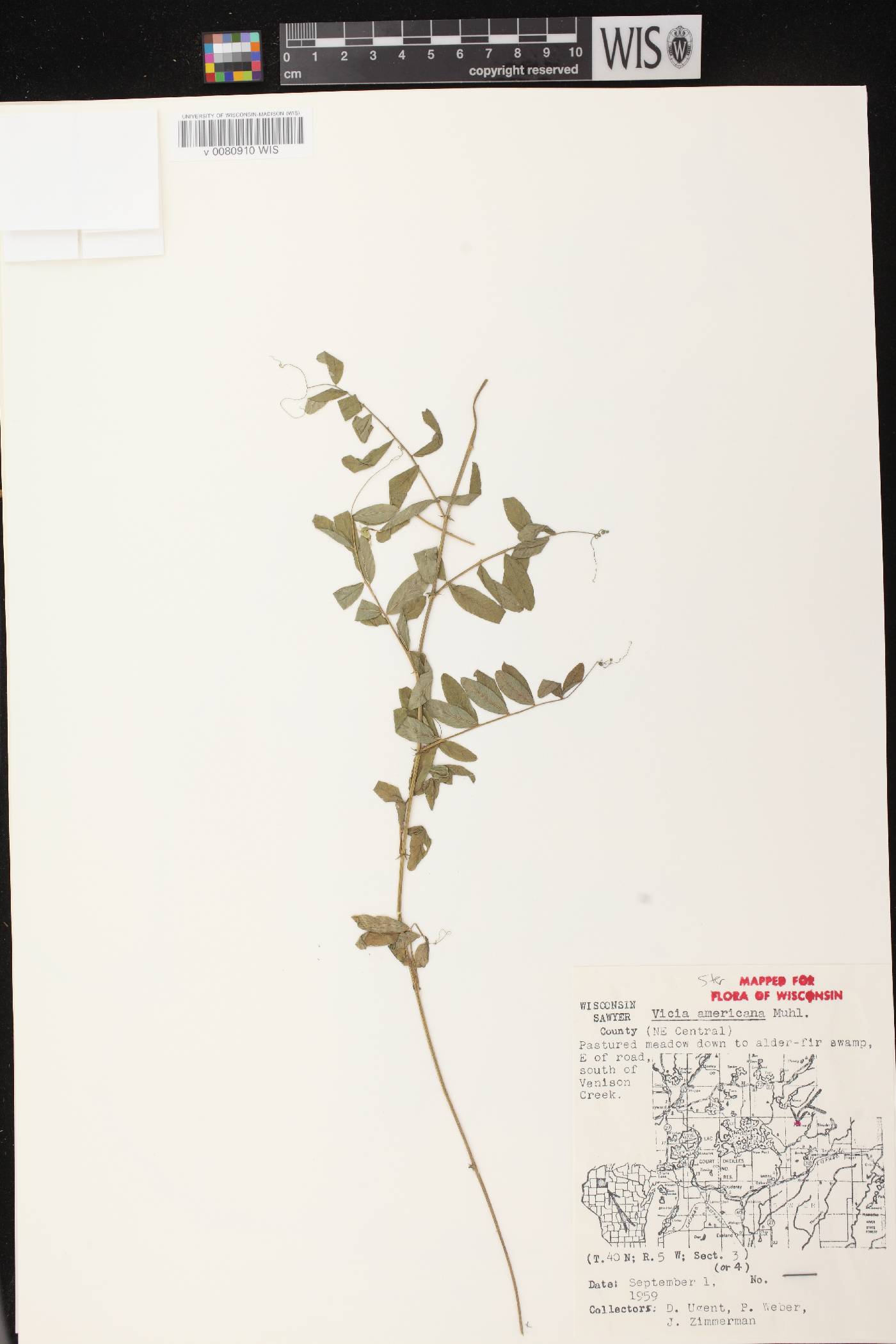 Vicia americana image
