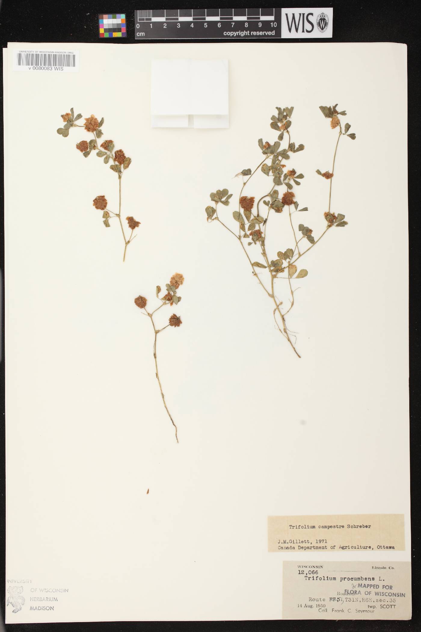 Trifolium campestre image