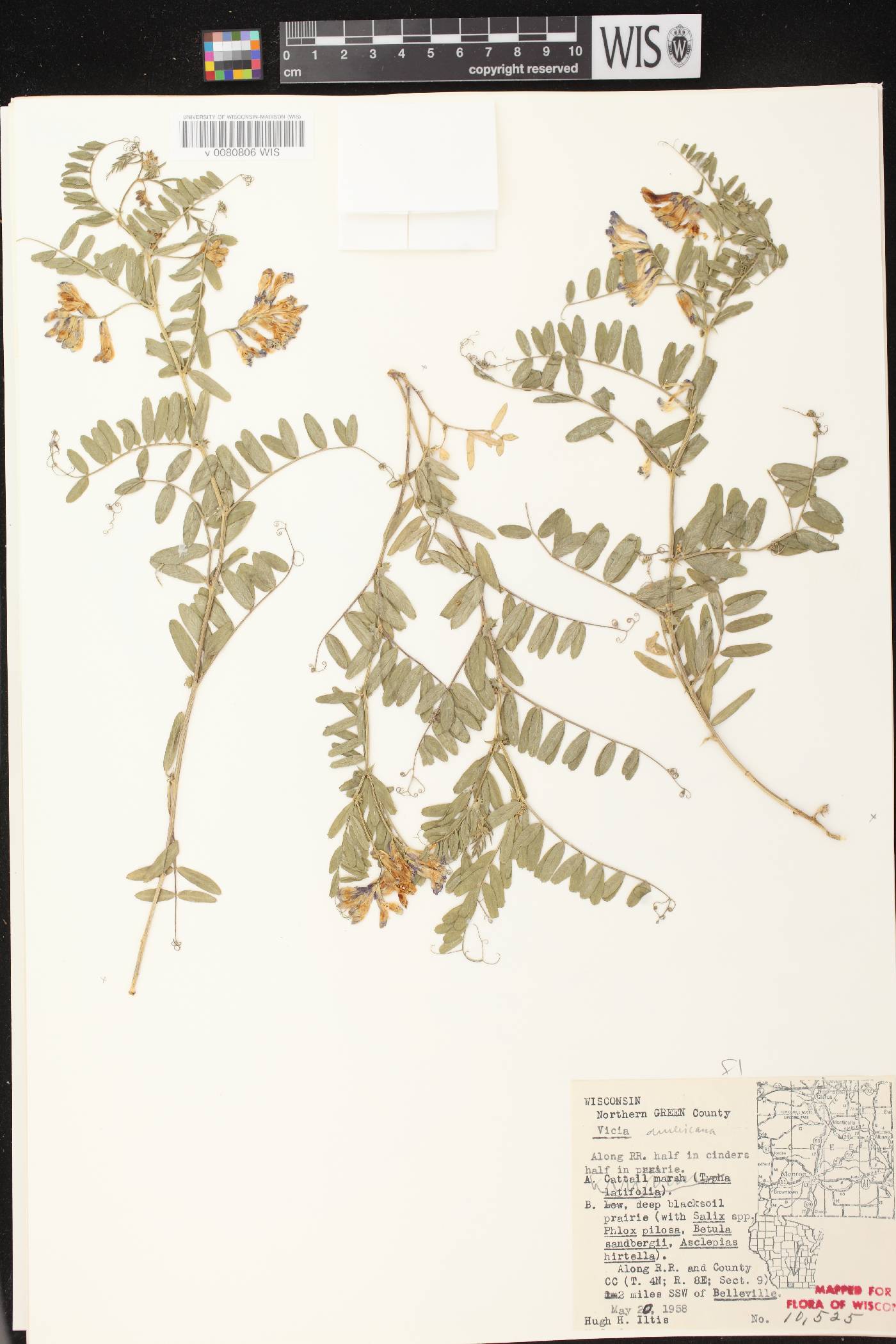 Vicia americana subsp. americana image