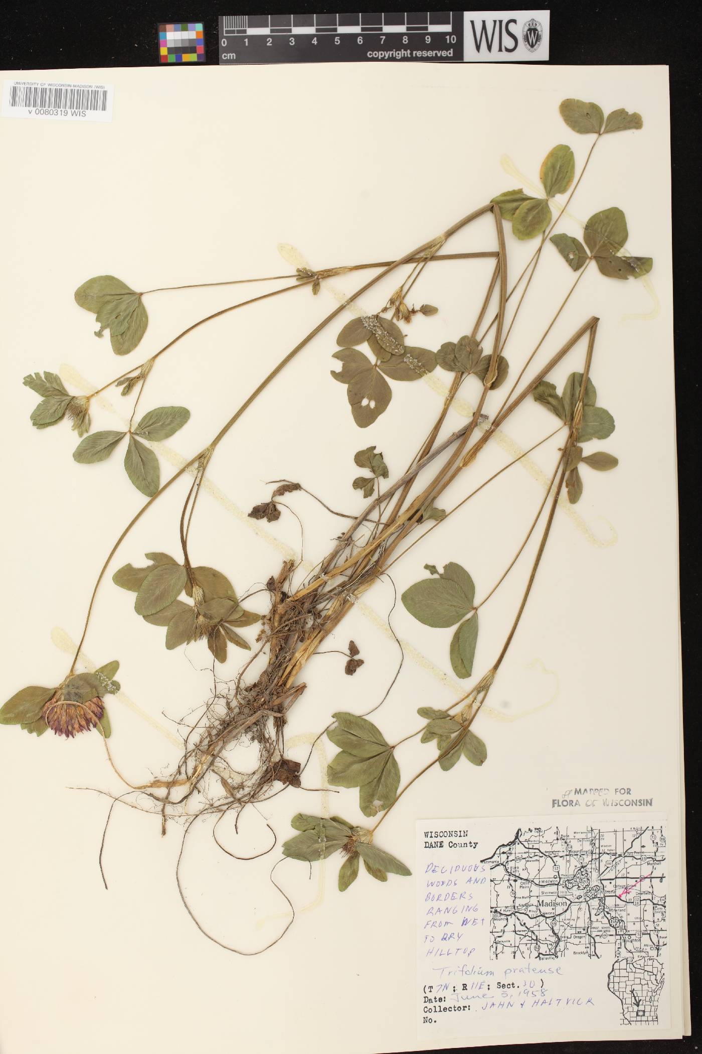 Trifolium pratense image