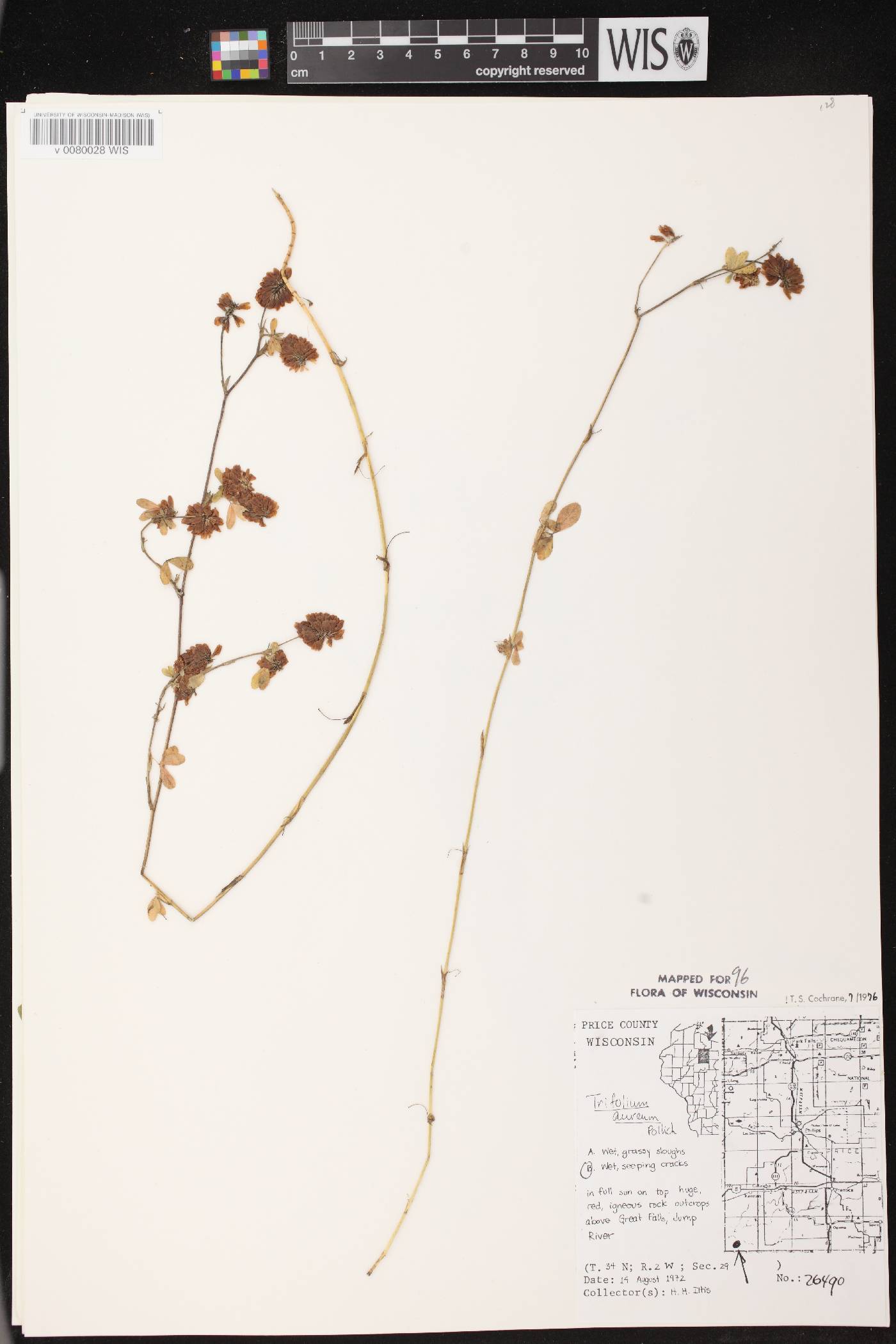 Trifolium aureum image
