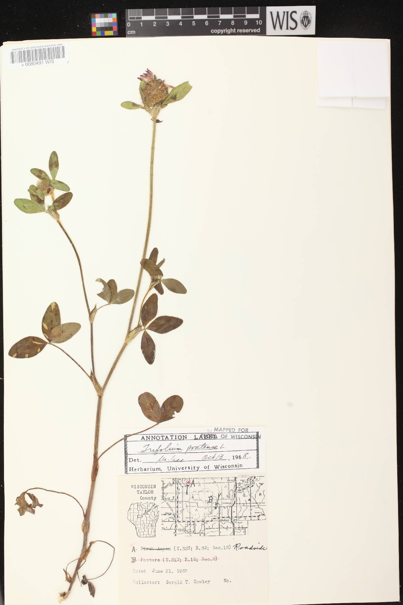 Trifolium pratense image