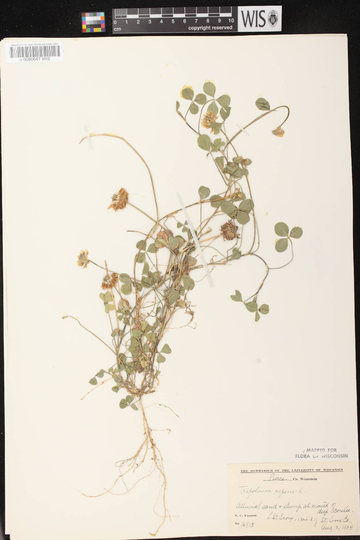 Trifolium repens image