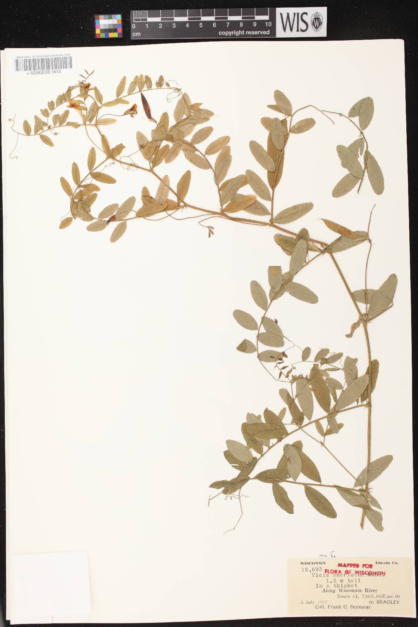 Vicia americana image