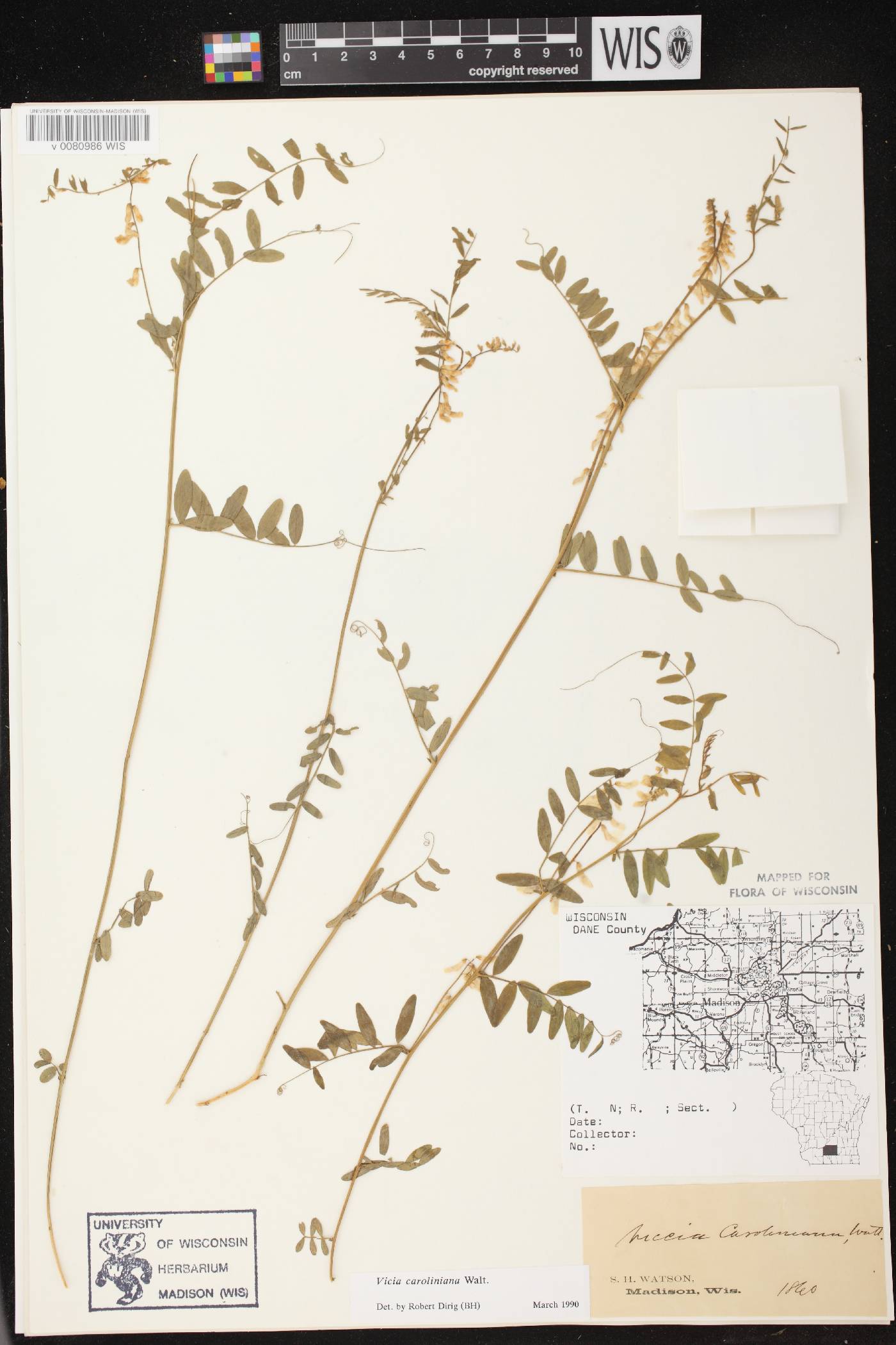 Vicia caroliniana image
