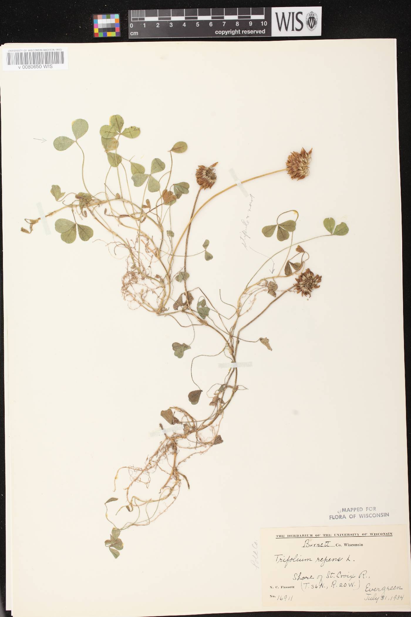 Trifolium repens image