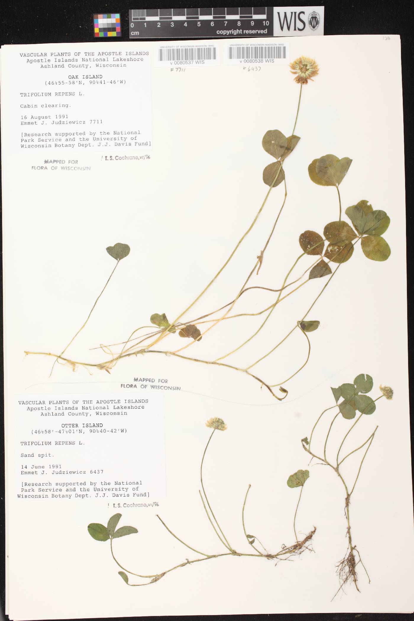 Trifolium repens image