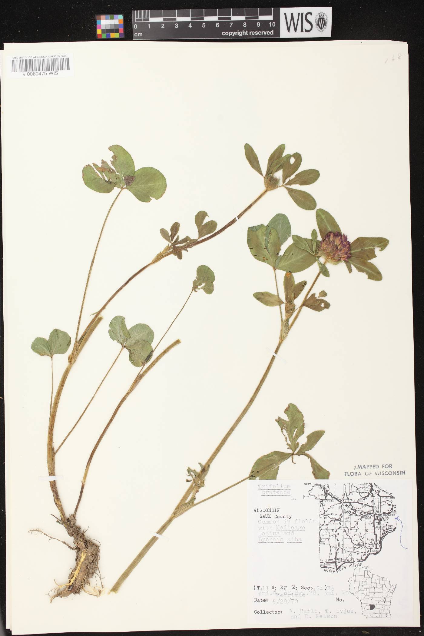 Trifolium pratense image