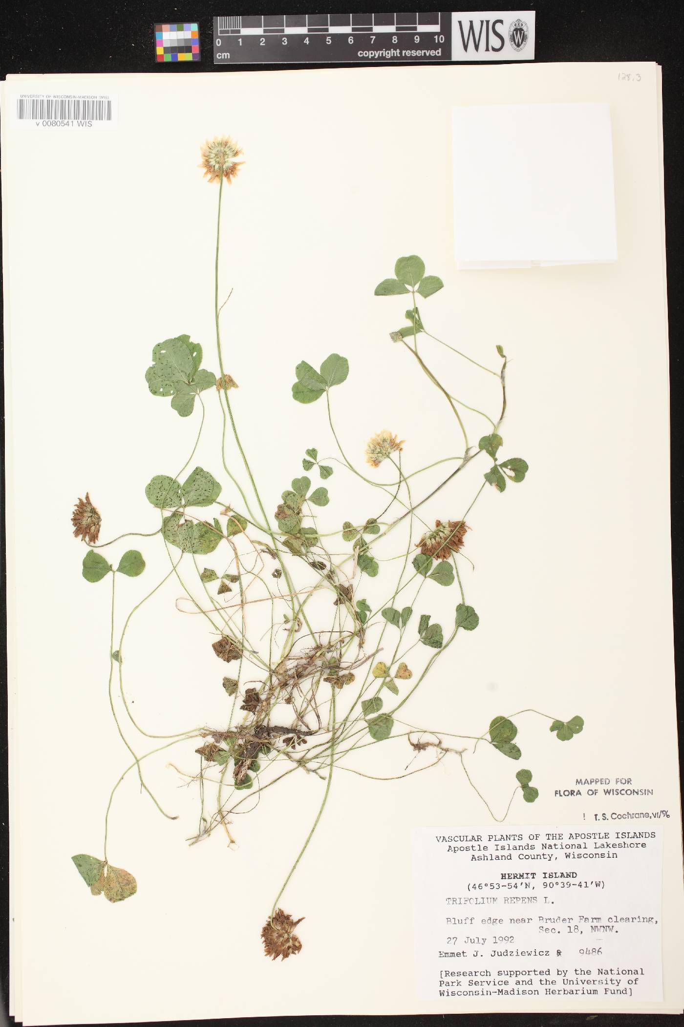 Trifolium repens image