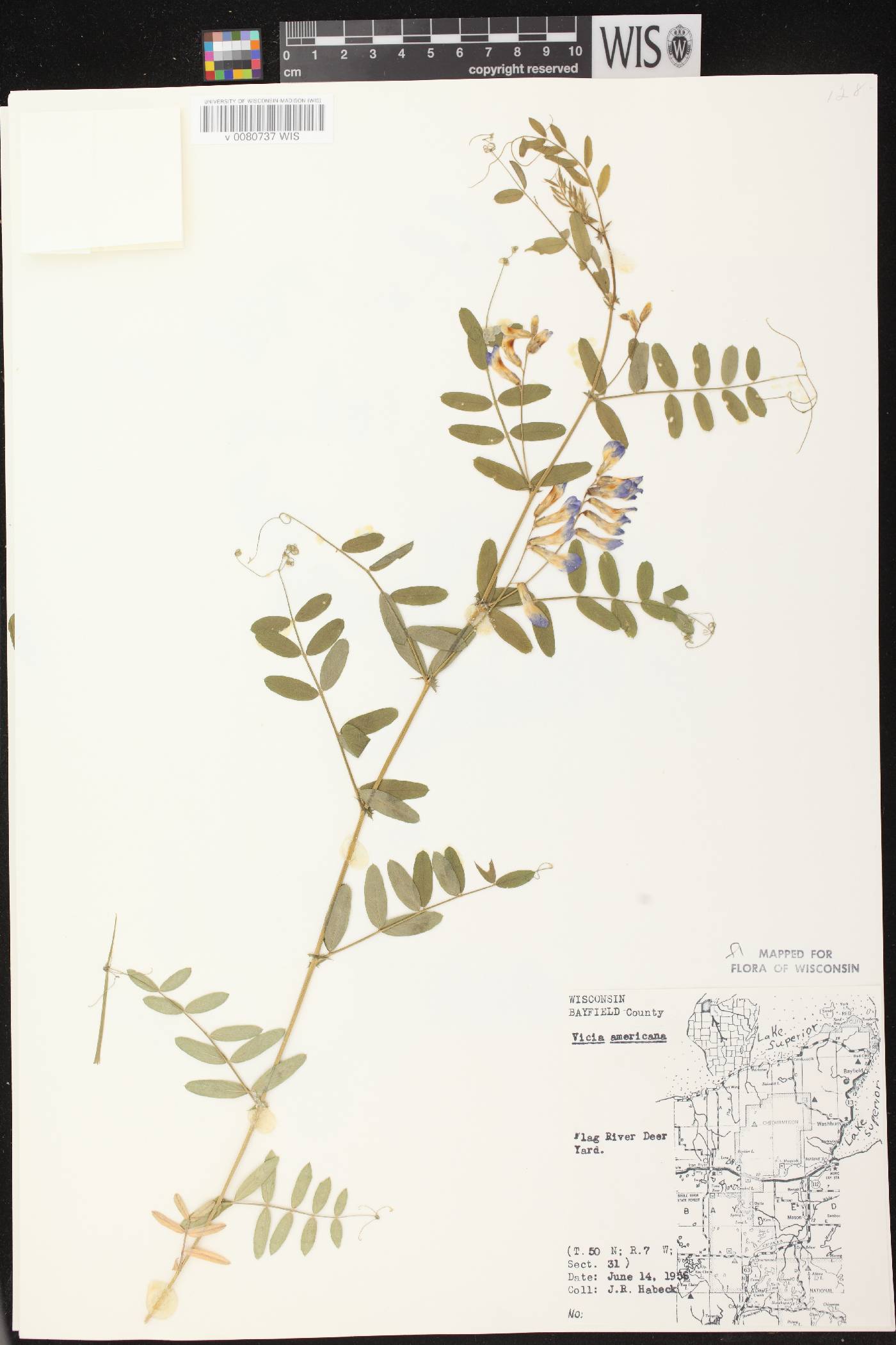 Vicia americana subsp. americana image