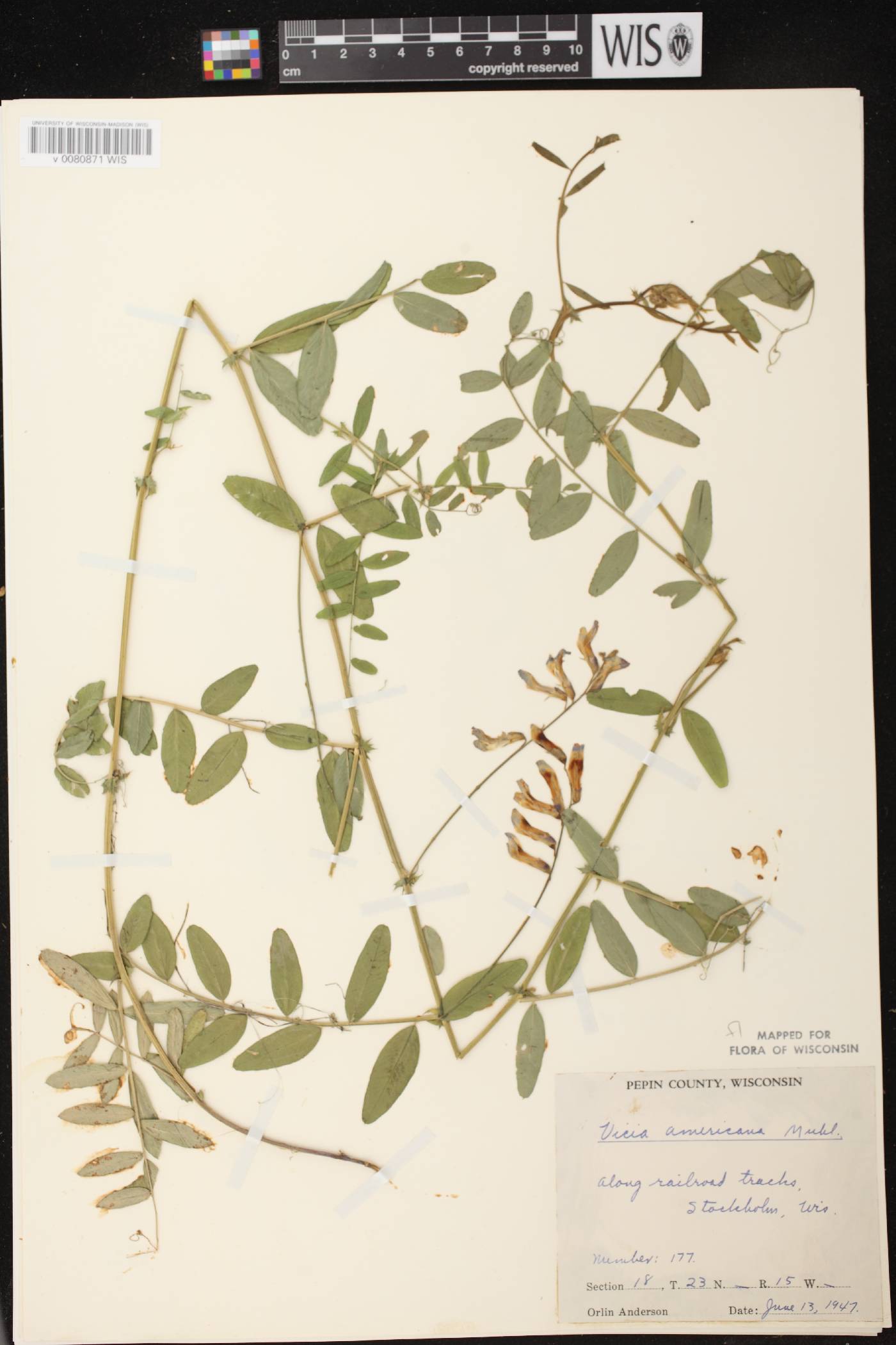 Vicia americana subsp. americana image