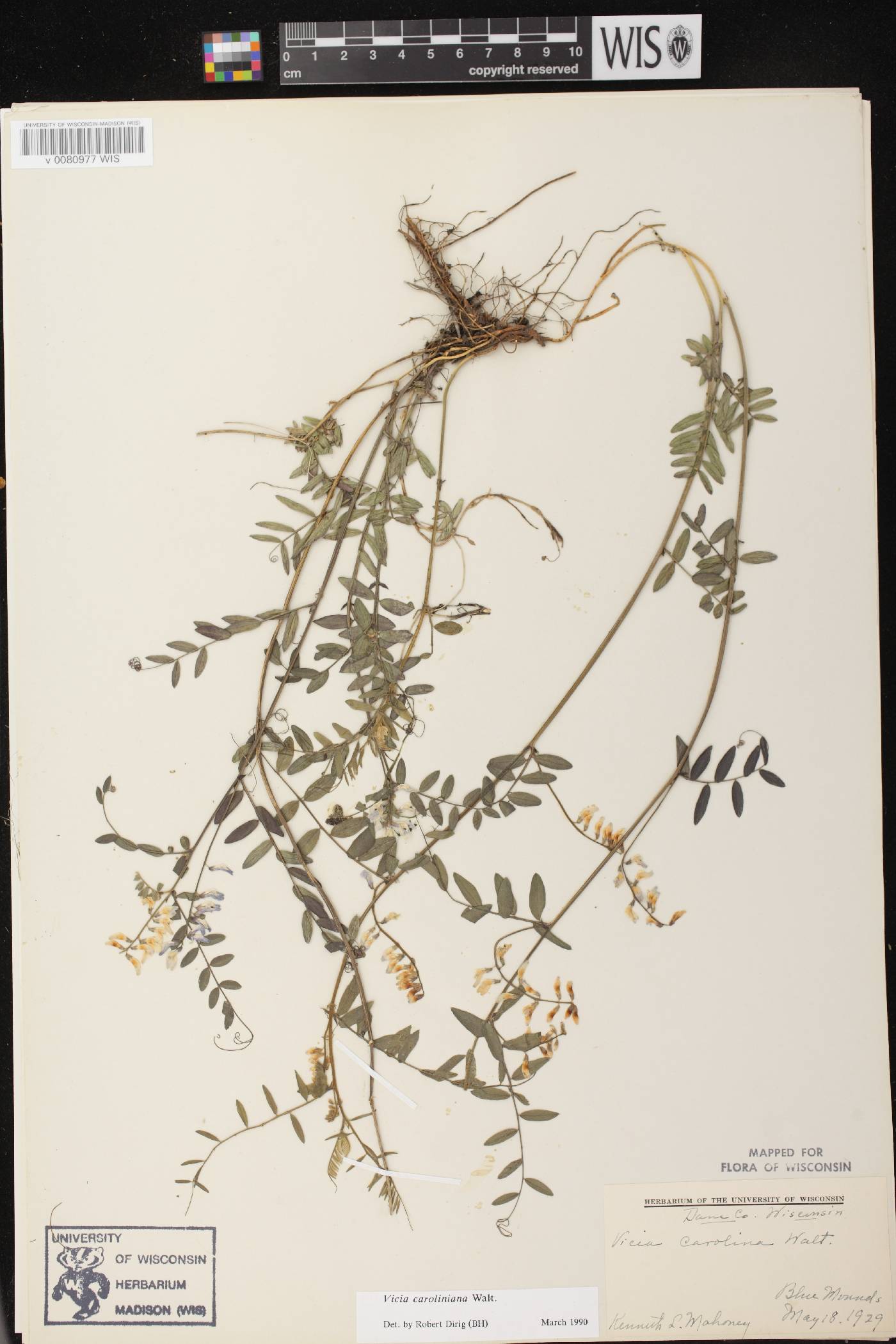 Vicia caroliniana image
