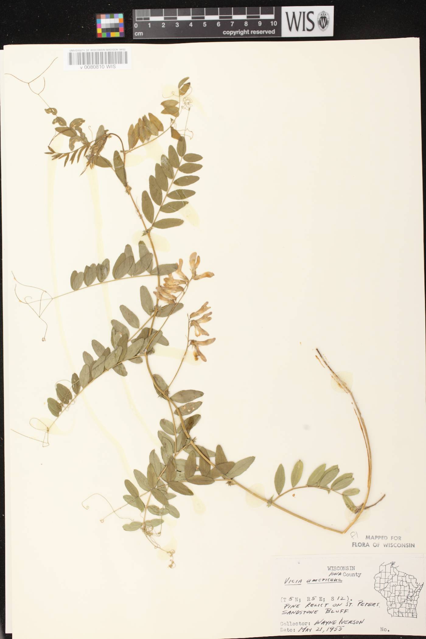 Vicia americana image